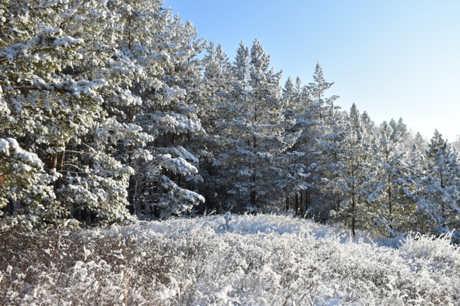 Елены Колоколовой.