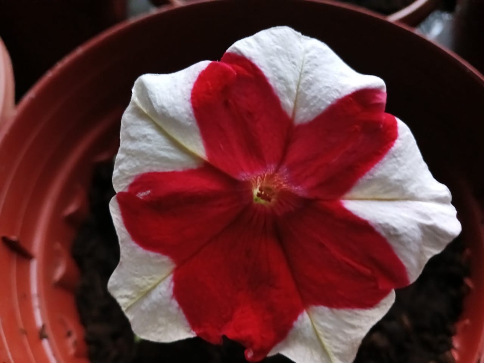 Васили Саитовой.