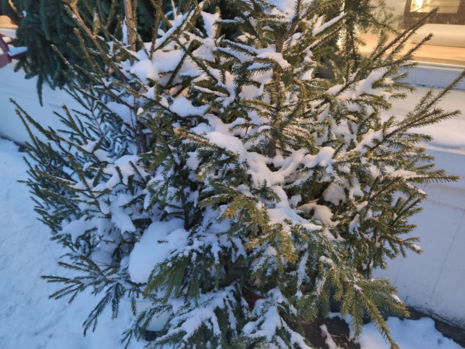 Дарьи Святохиной. «Общественная электронная газета».