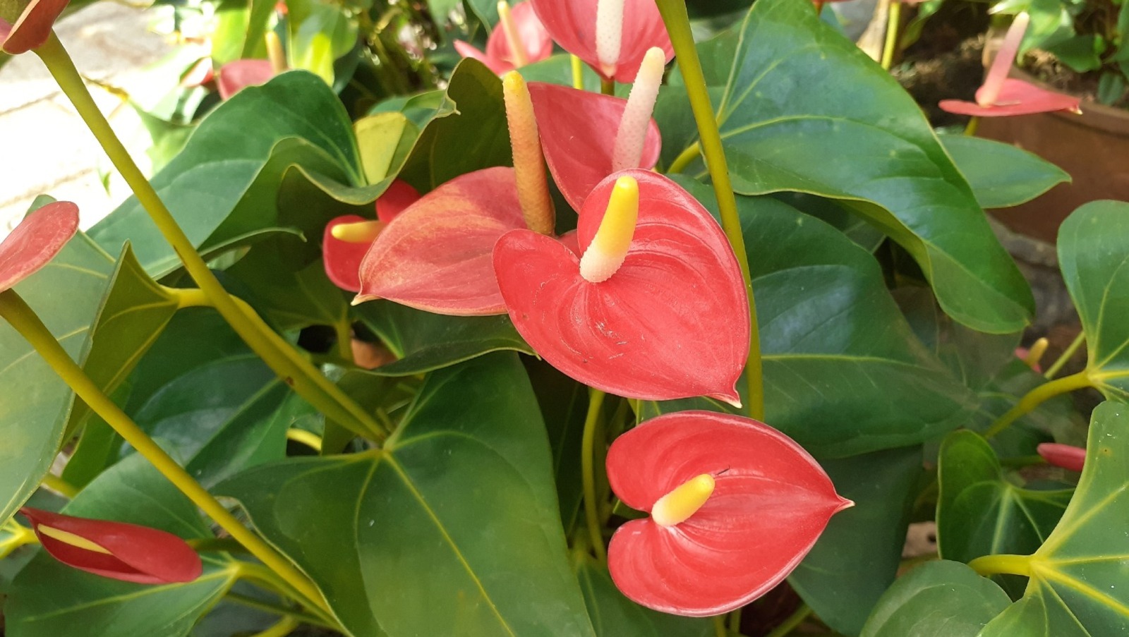 Владимира Шакиева.  «Общественная электронная газета».