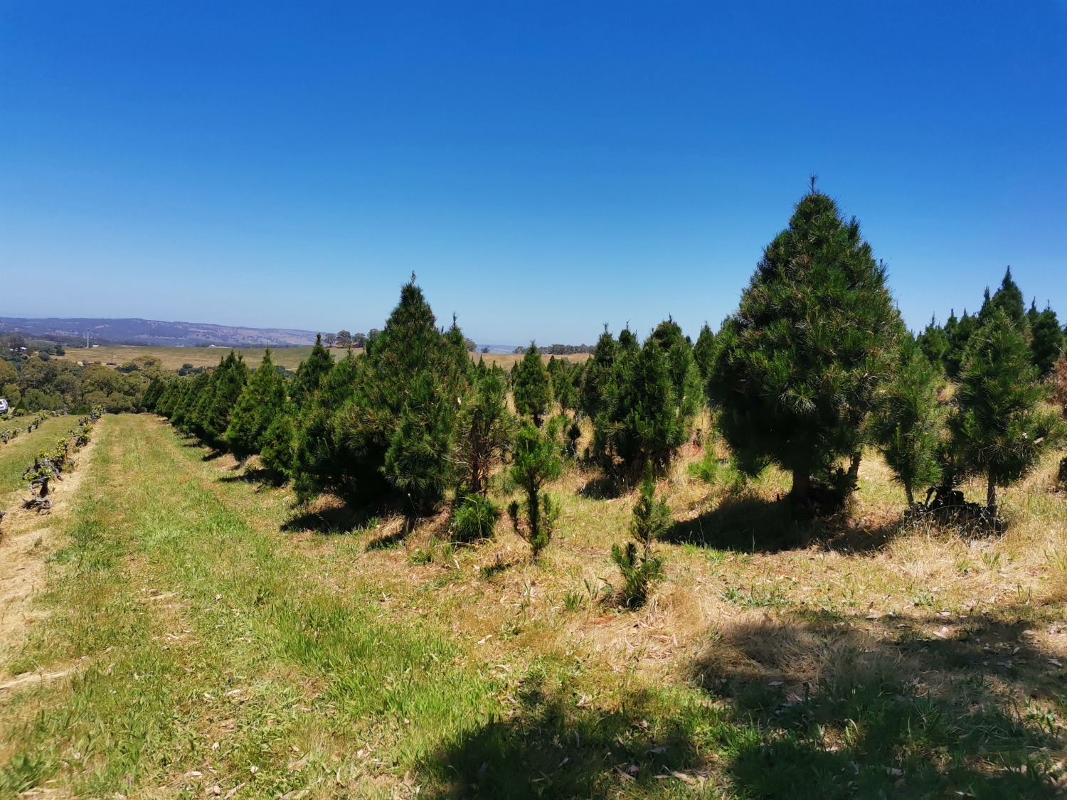 предоставлено Ольгой Калининой. предоставлено Ольгой Калининой.