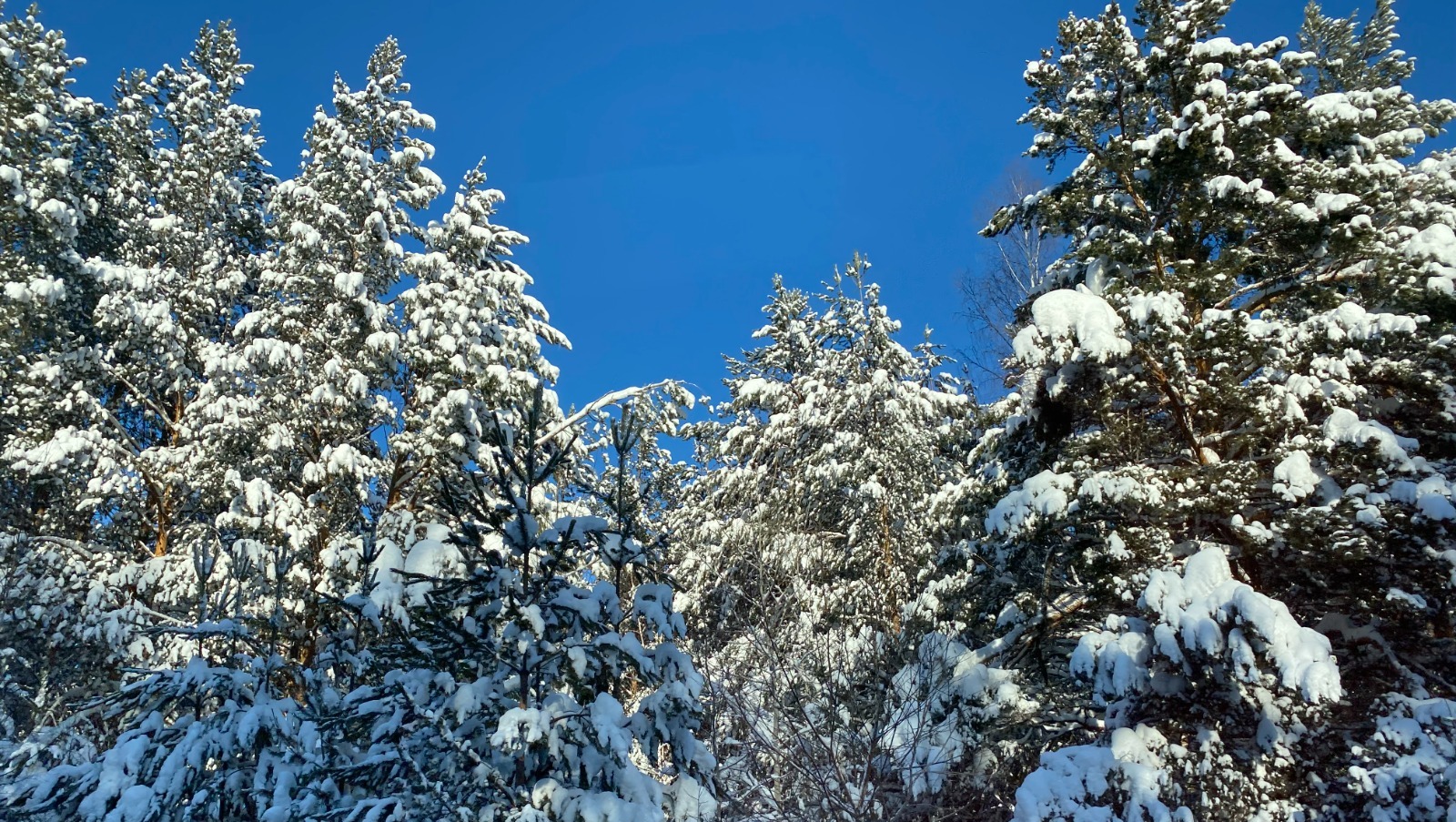 Елены Колоколовой.  «Общественная электронная газета».