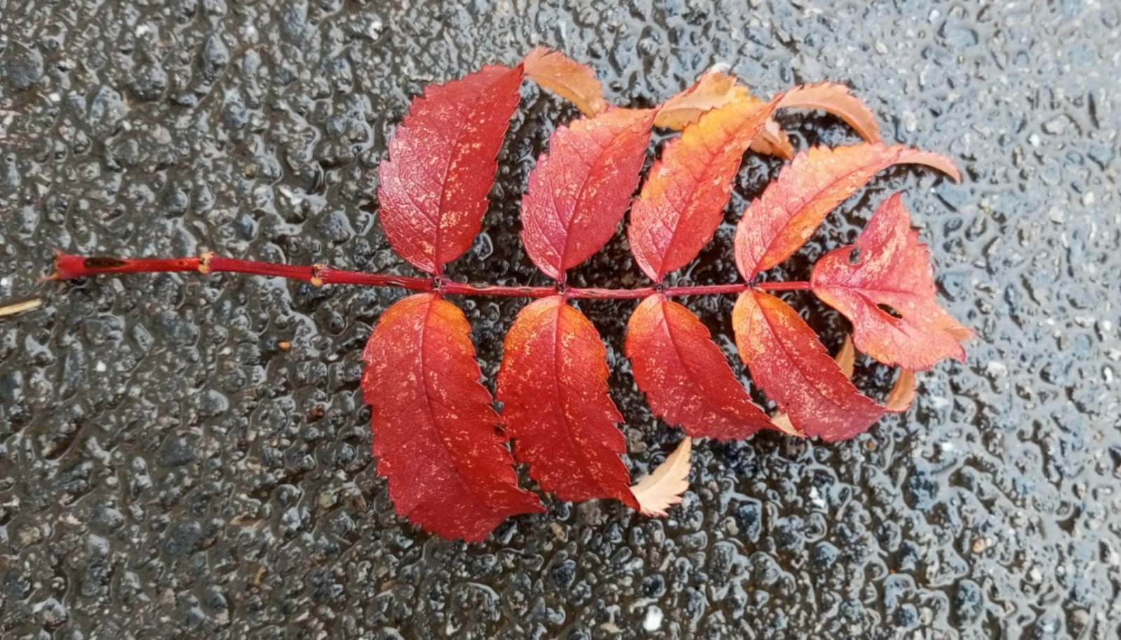 Евгении Сюткиной.