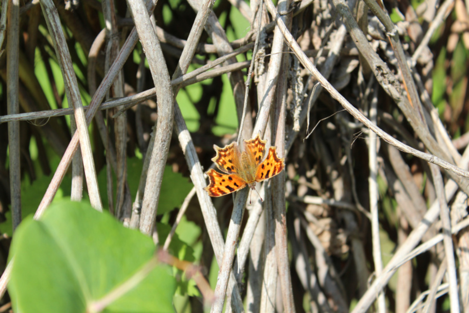 Фото автора.