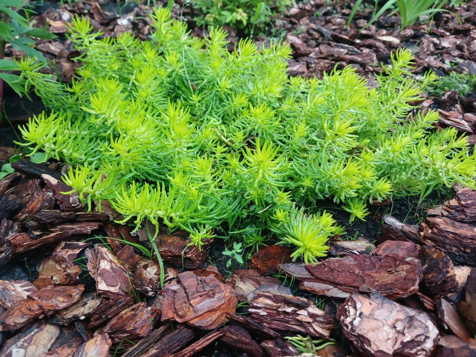 Васили Саитовой.