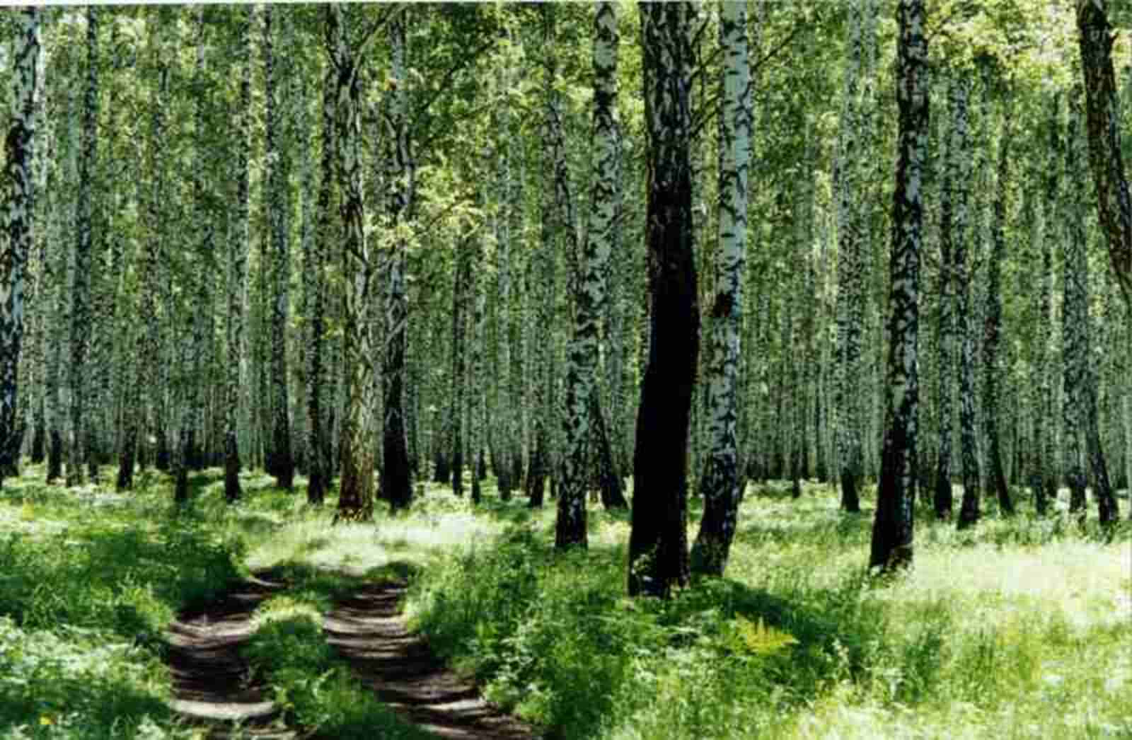 Фото Андрея Старостина.