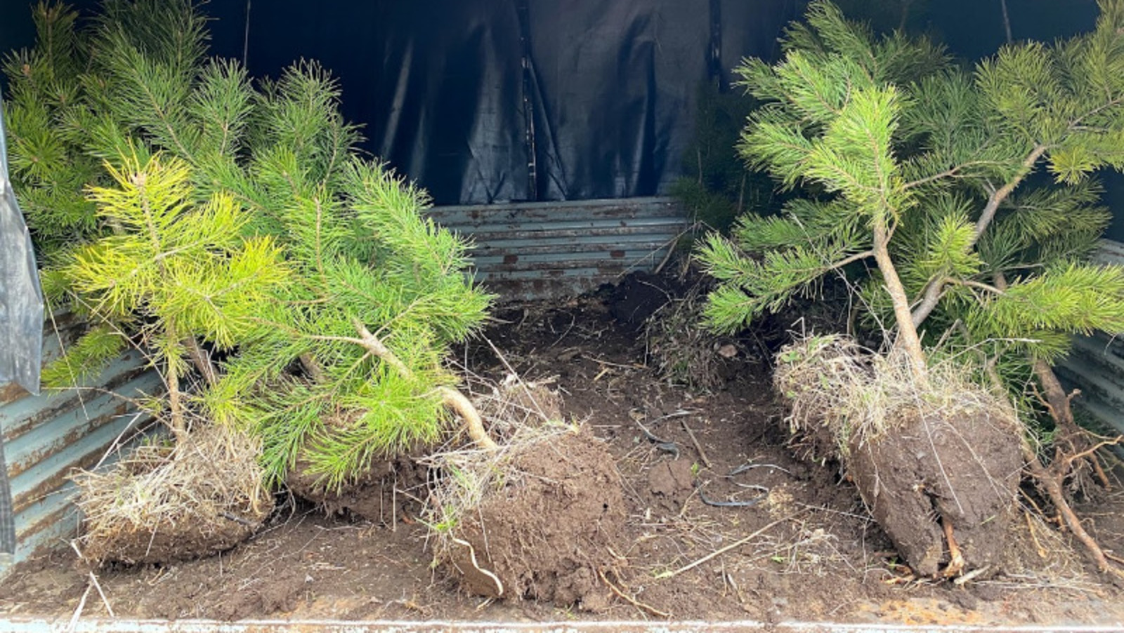 Елены Колоколовой.