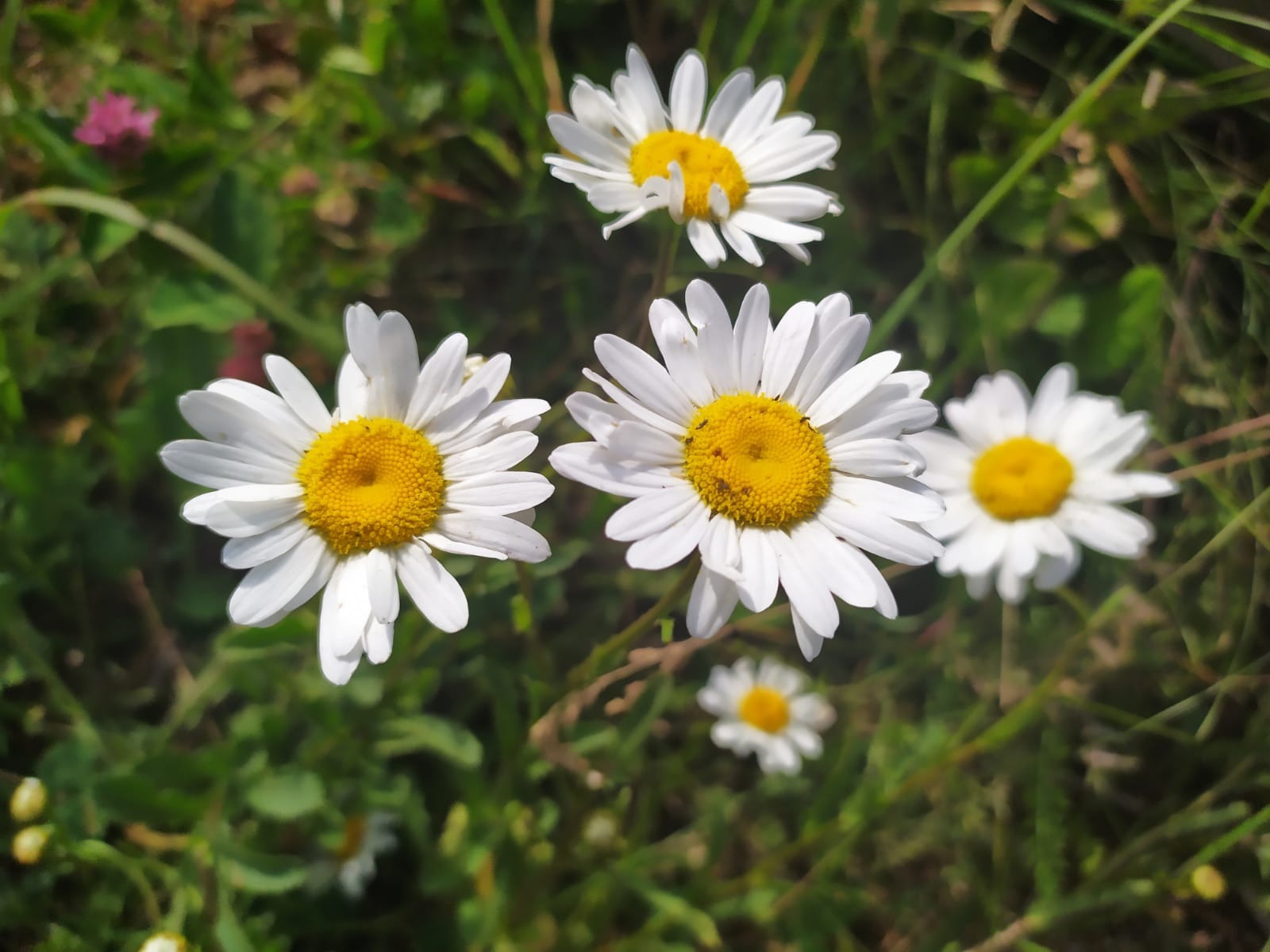 Васили Саитовой.