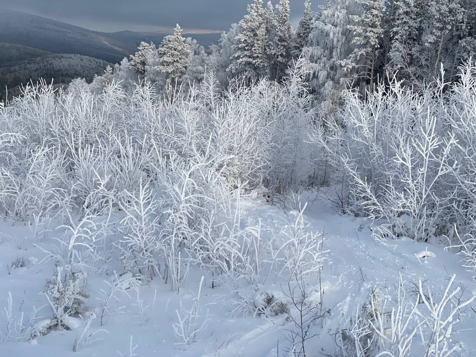 Елены Колоколовой.