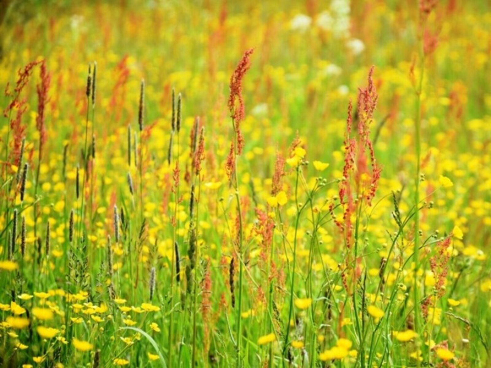 Фото Елены Колоколовой.