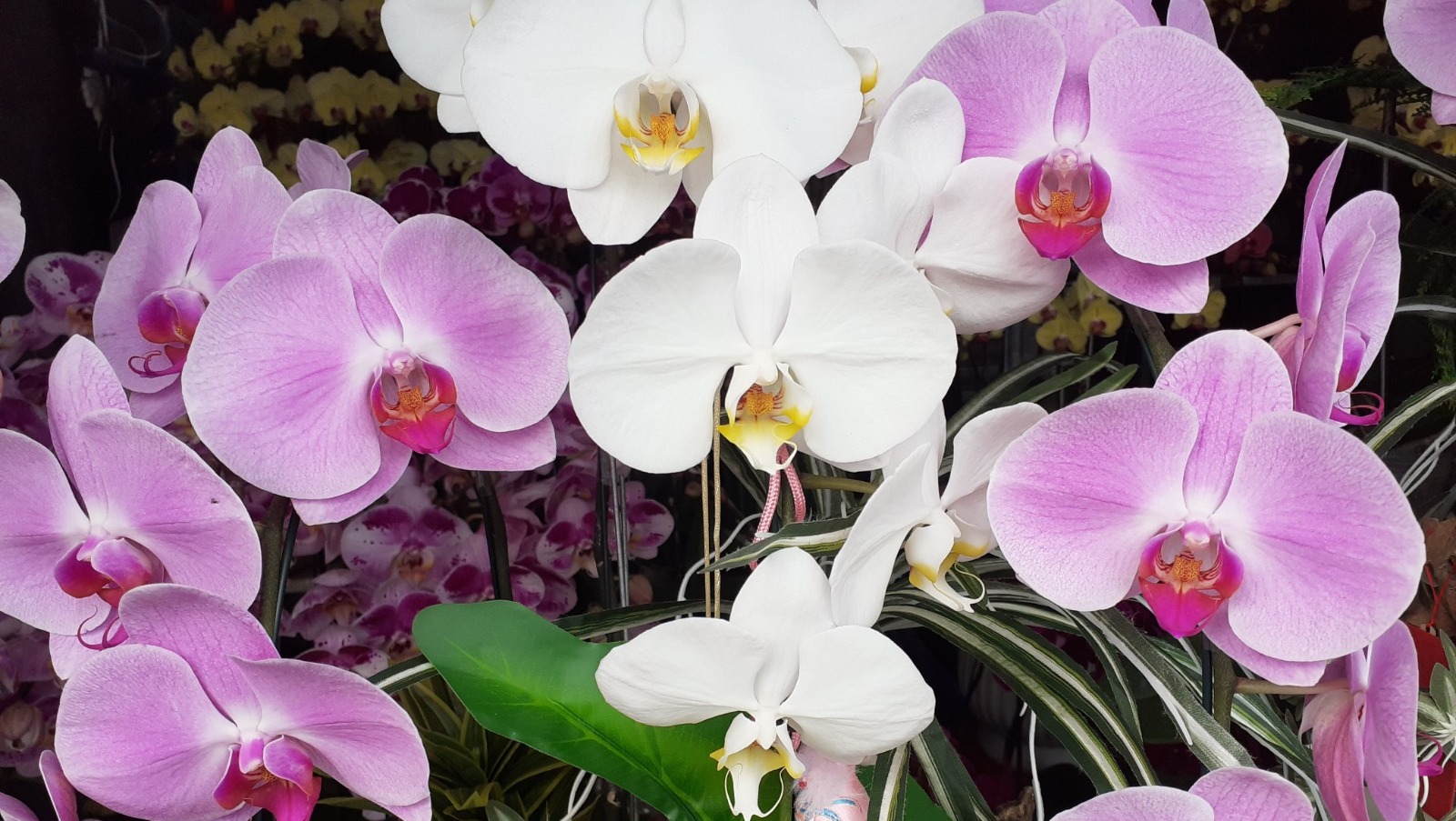 Владимира Шакиева. «Общественная электронная газета».