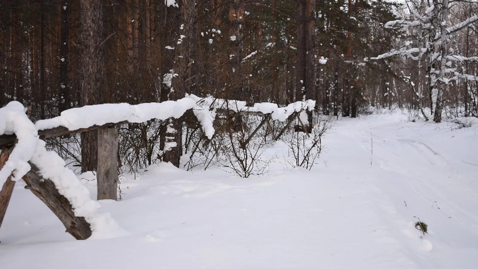 Елены Колоколовой.