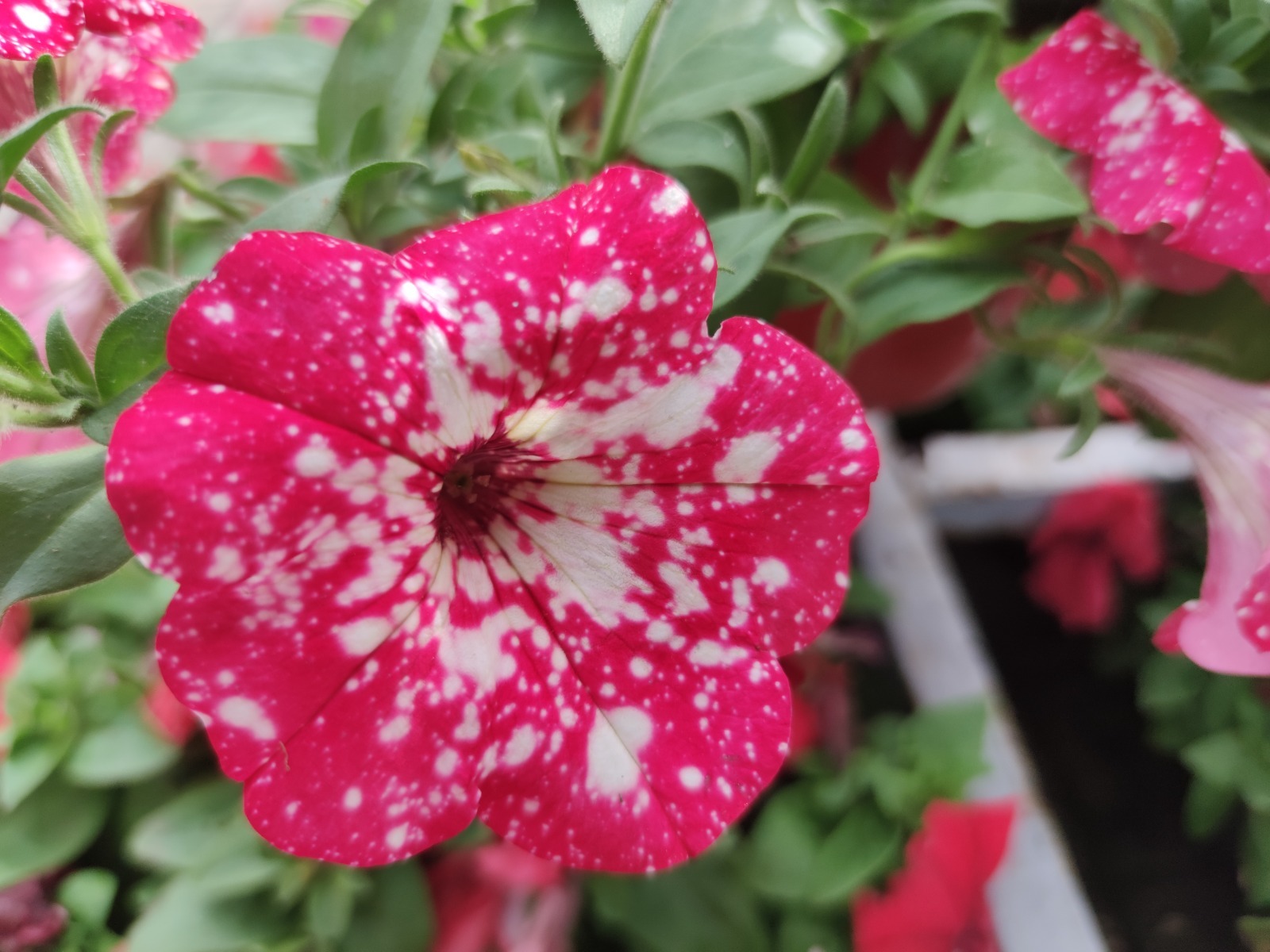 Дарьи Святохиной.