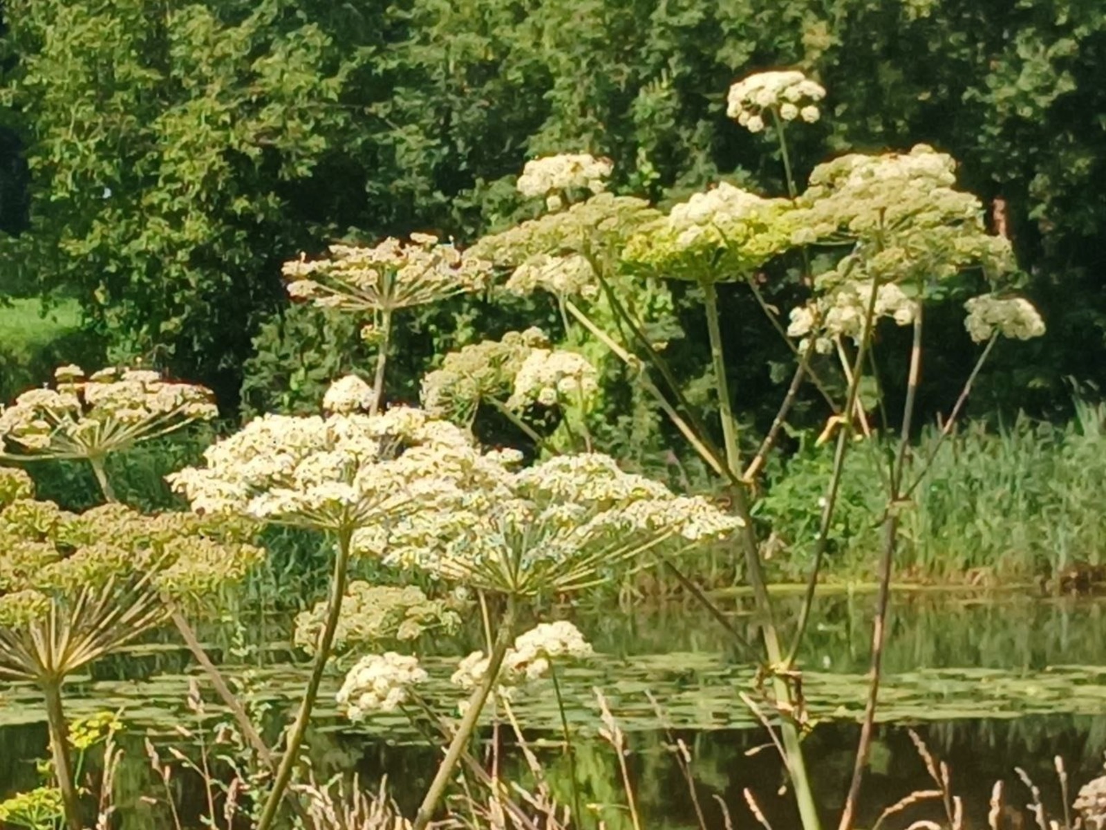 Васили Саитовой. «Общественная электронная газета».