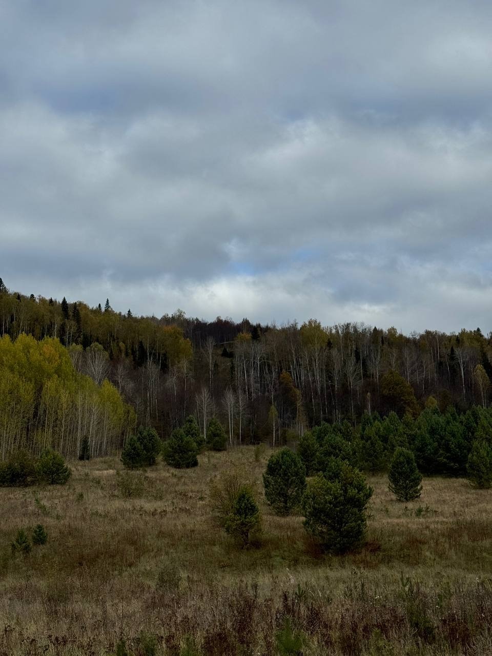 Юлии Кошкиной.