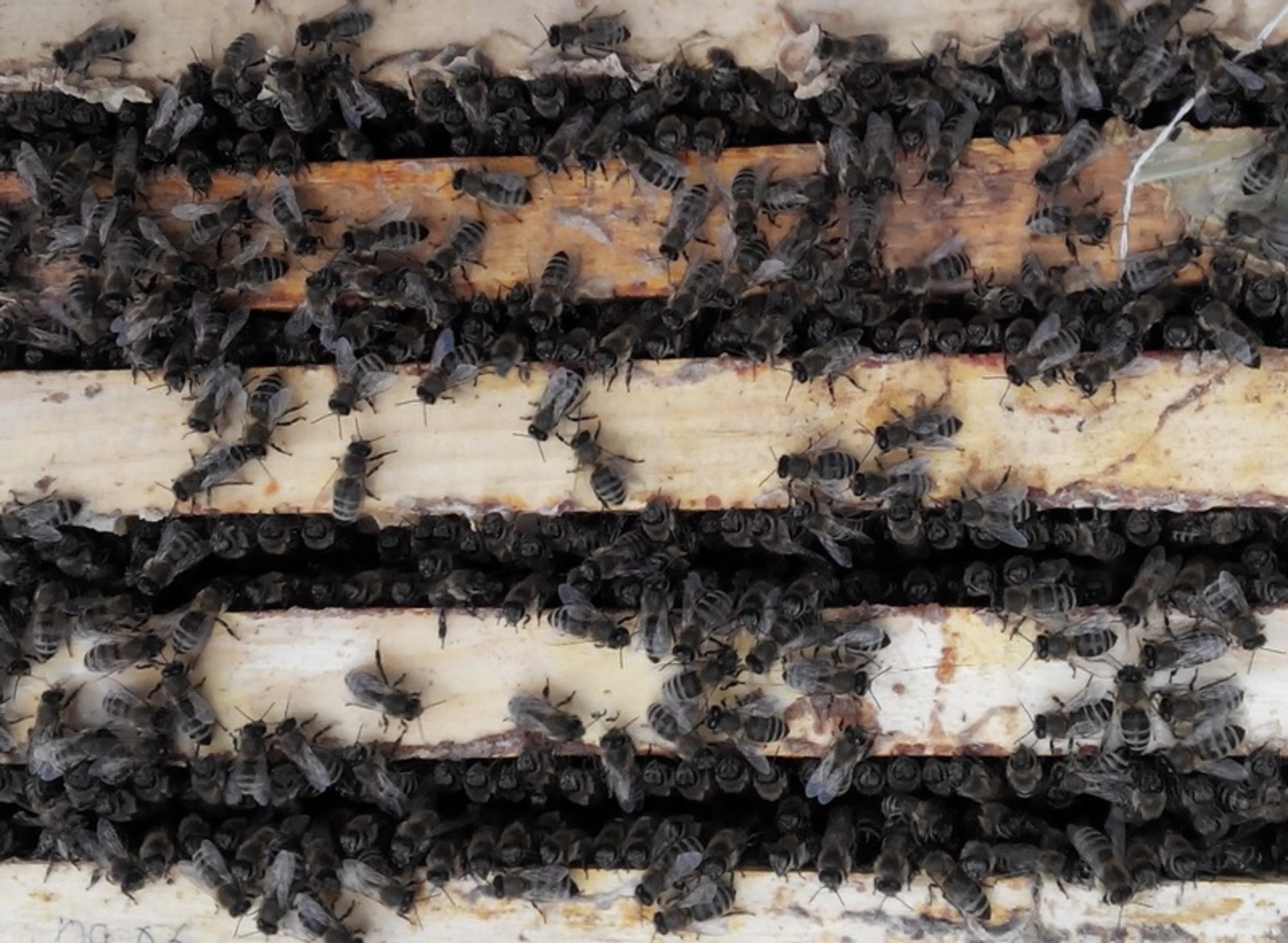 Фото предоставлено УНЦ РАН.