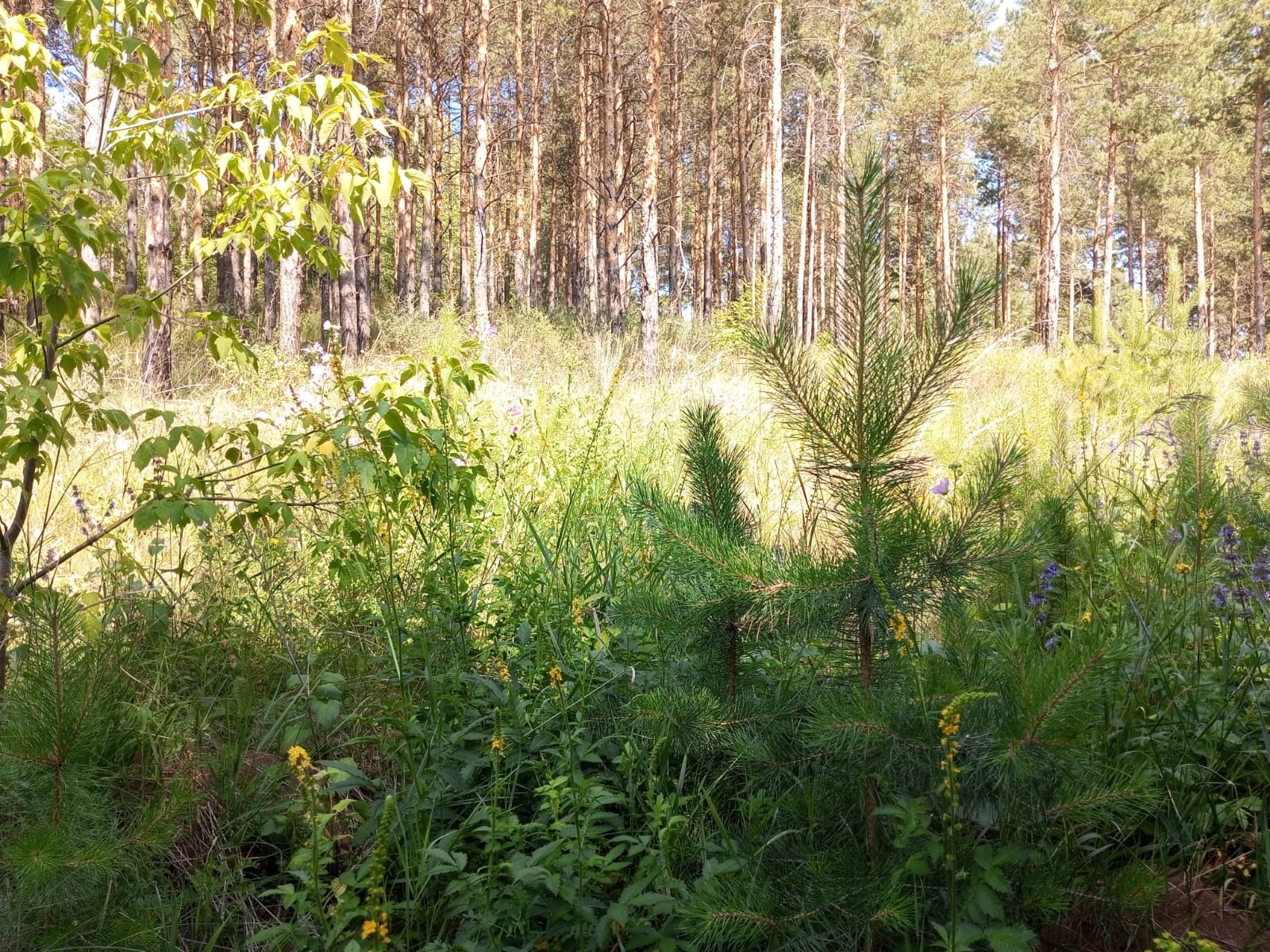 Евгении Сюткиной.