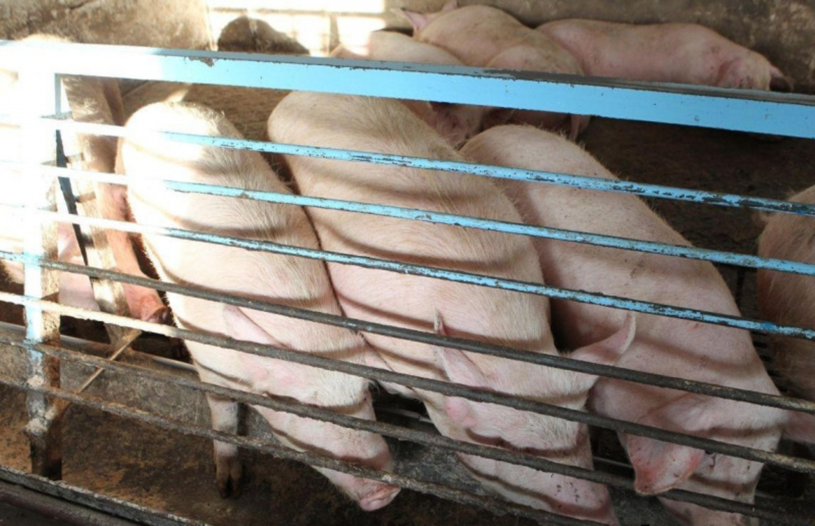 Фото ИА «Башинформ».