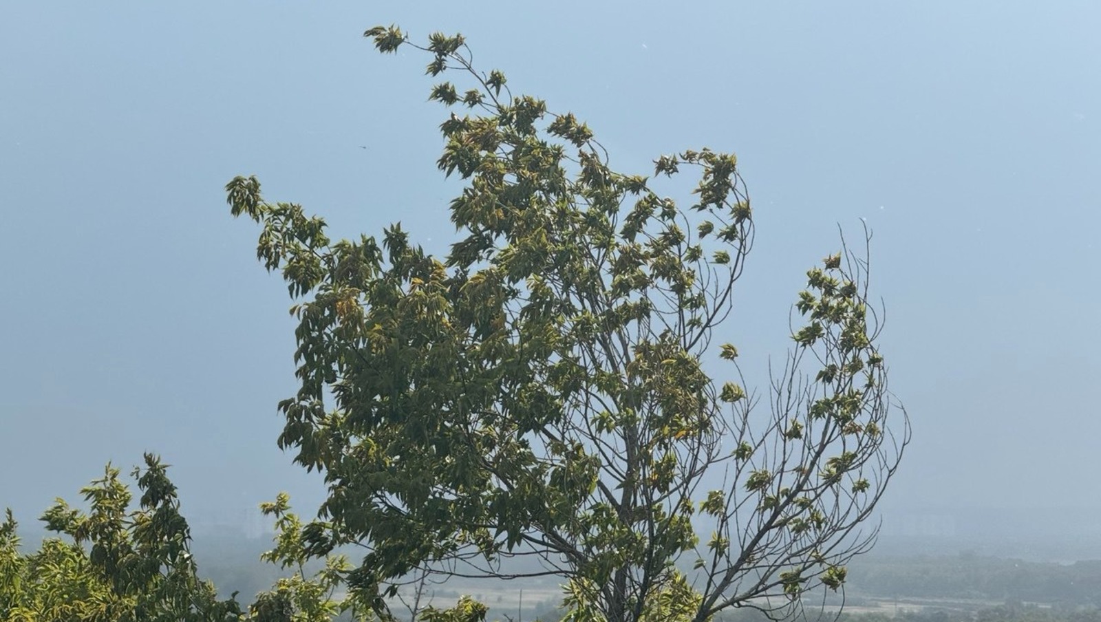 Елены Колоколовой.