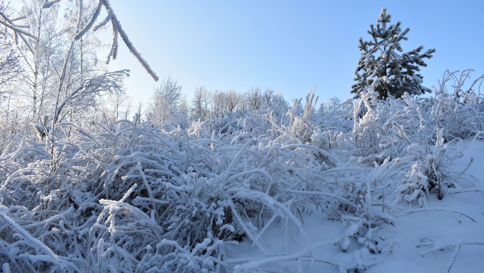 Елены Колоколовой.
