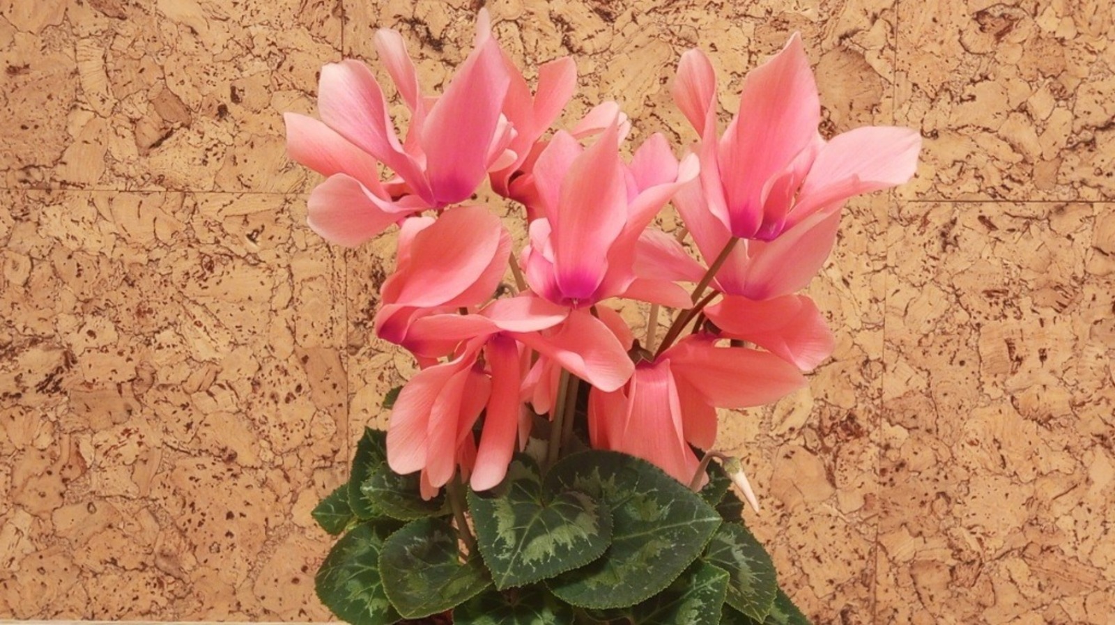 Евгении Сюткиной. "Общественная электронная газета".