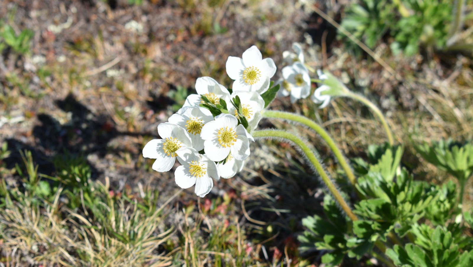 Елены Колоколовой.