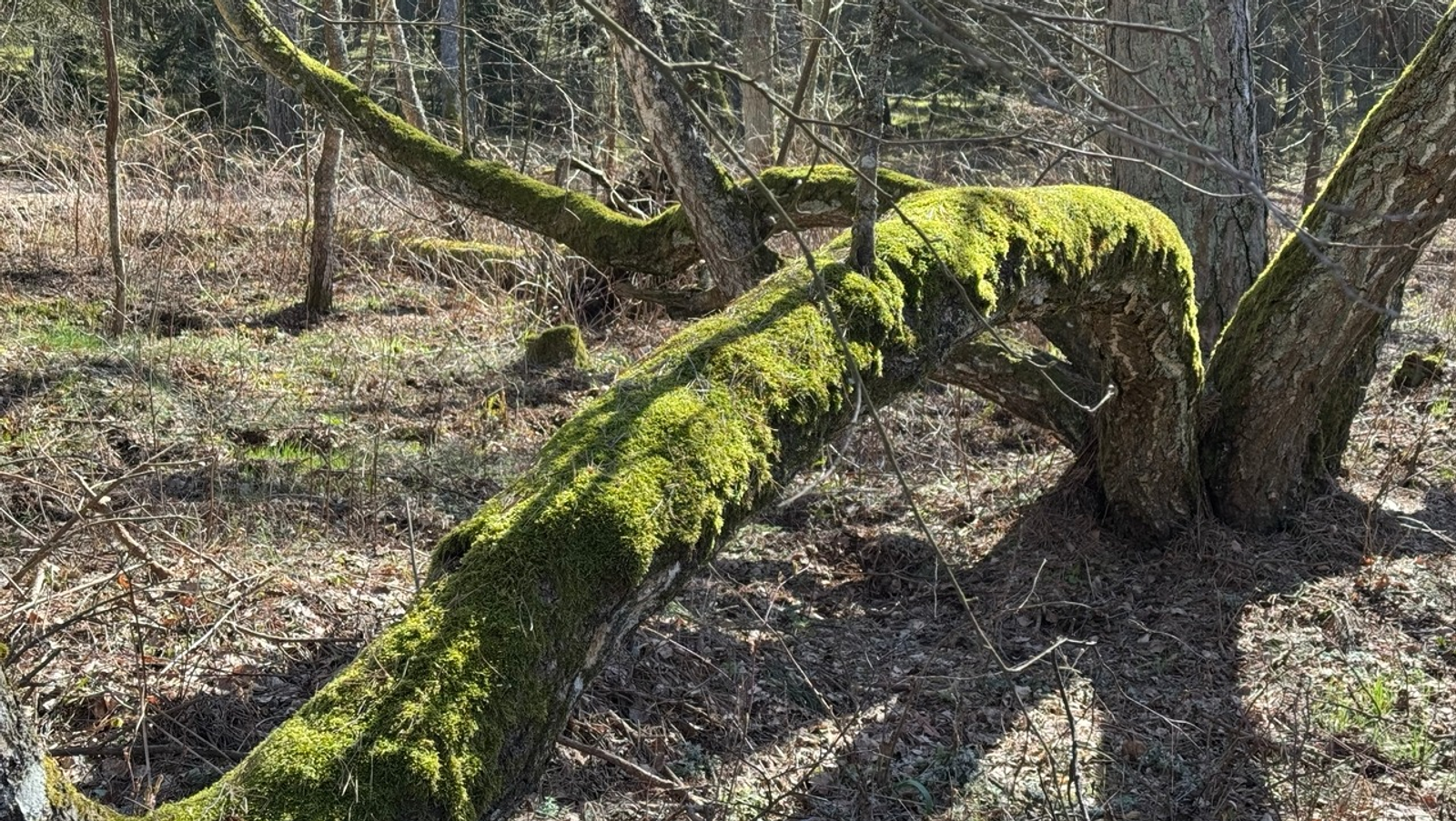 Елены Колоколовой.  «Общественная электронная газета».