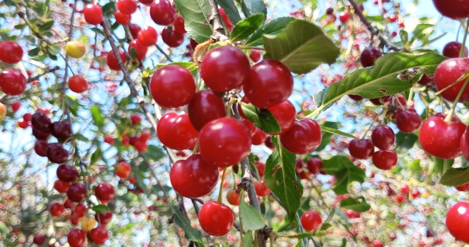 Евгении Сюткиной.