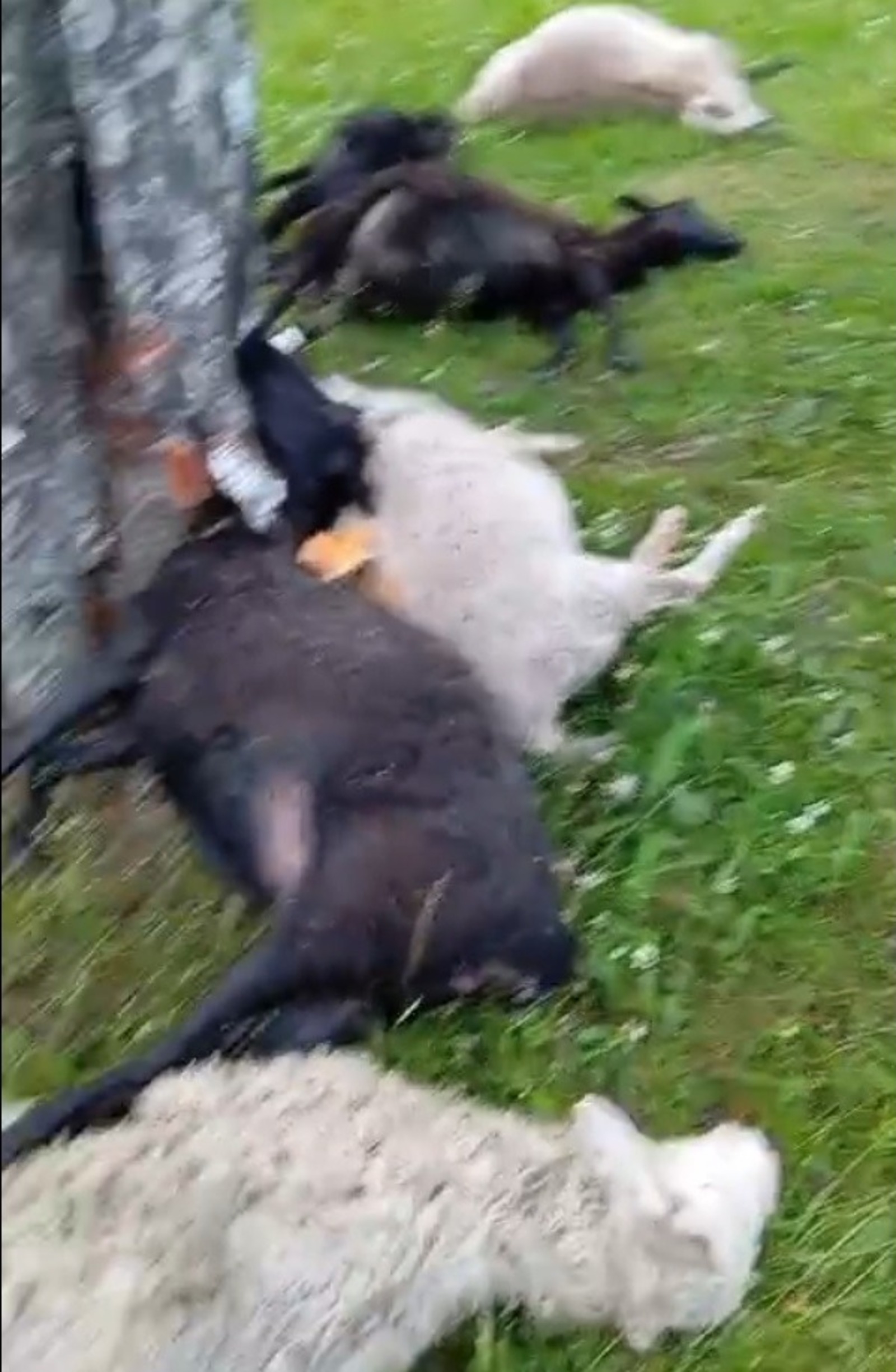 скриншот видео.