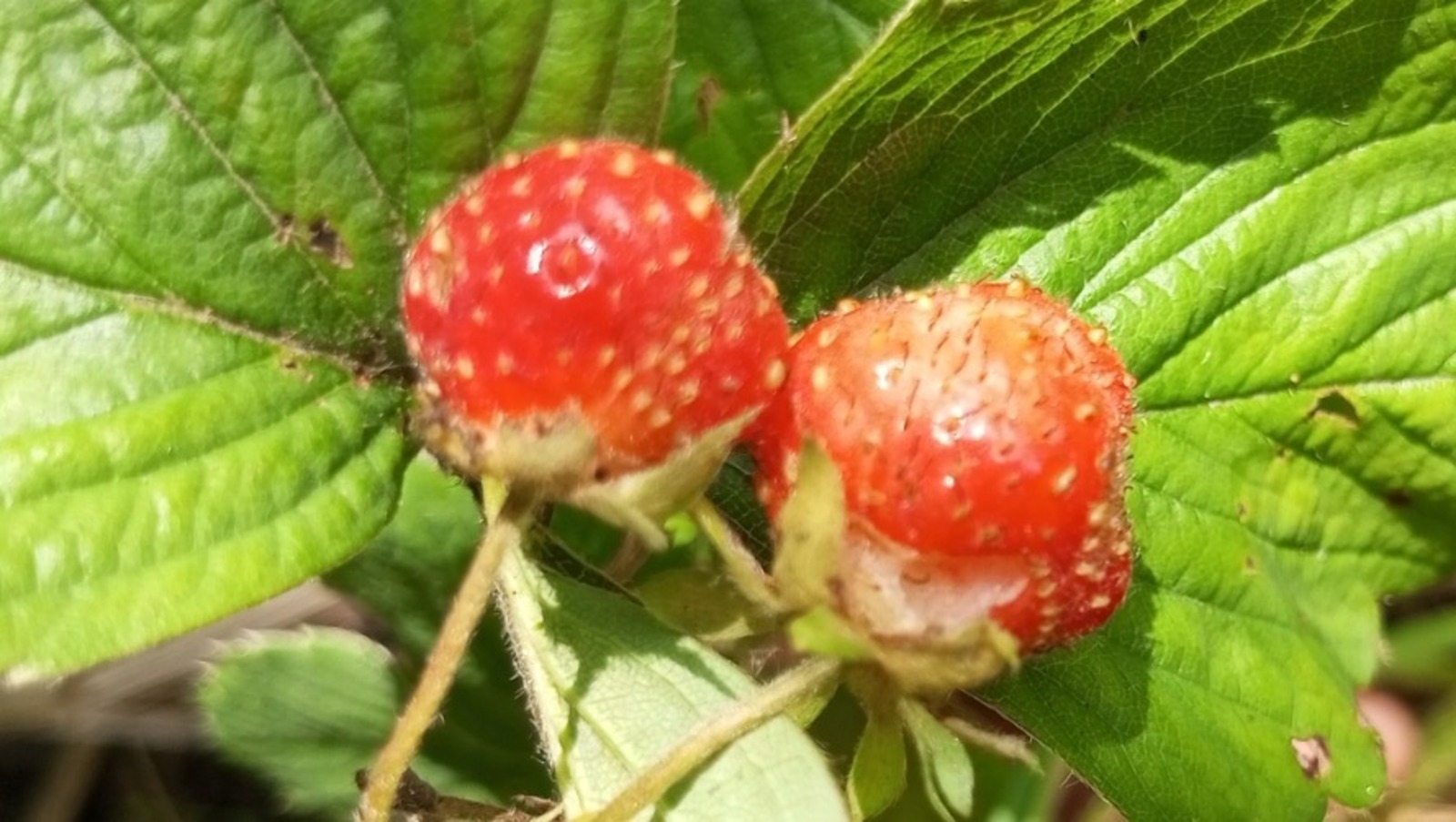 Евгении Сюткиной.