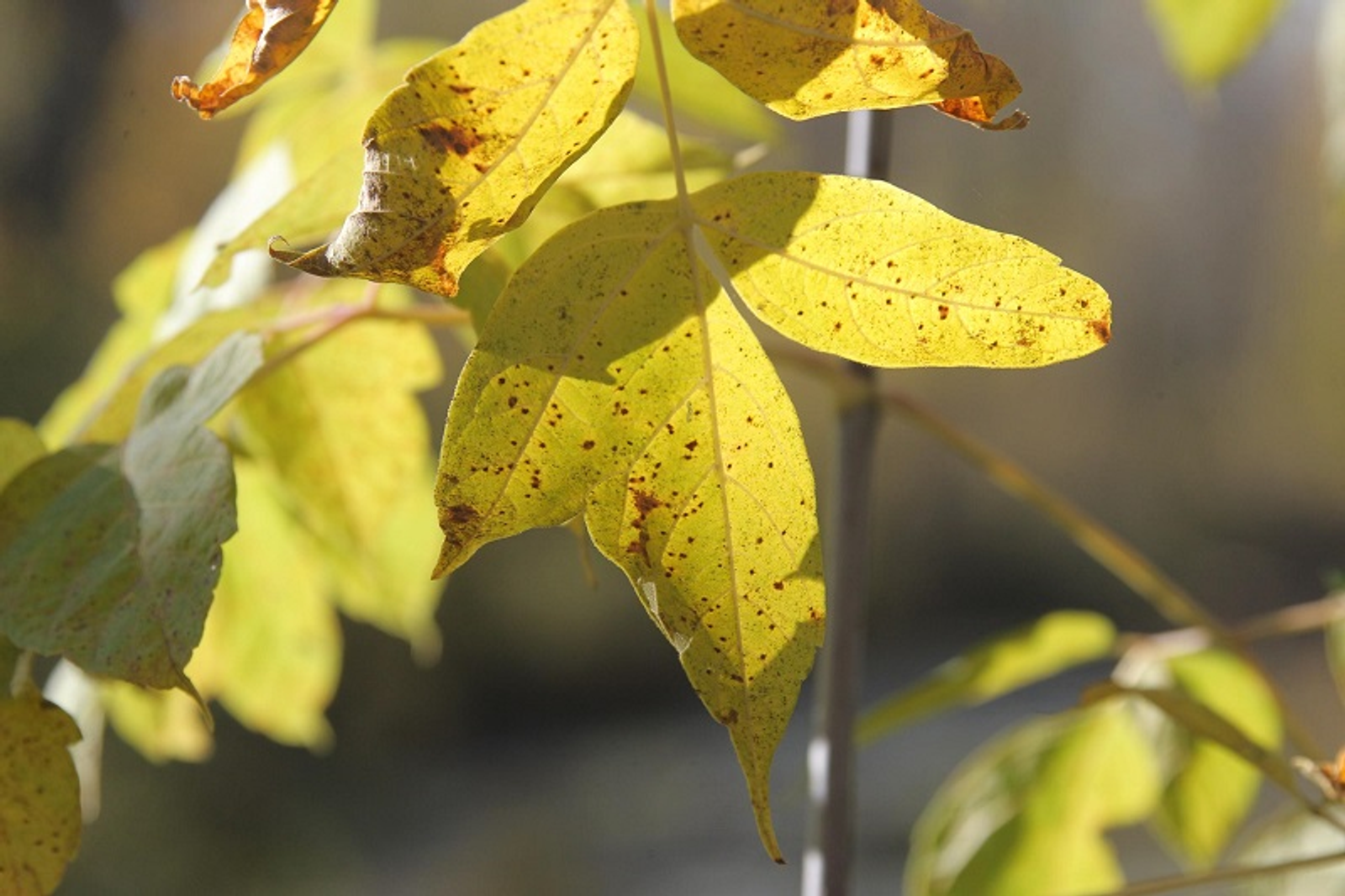 Фото Олега Яровикова.