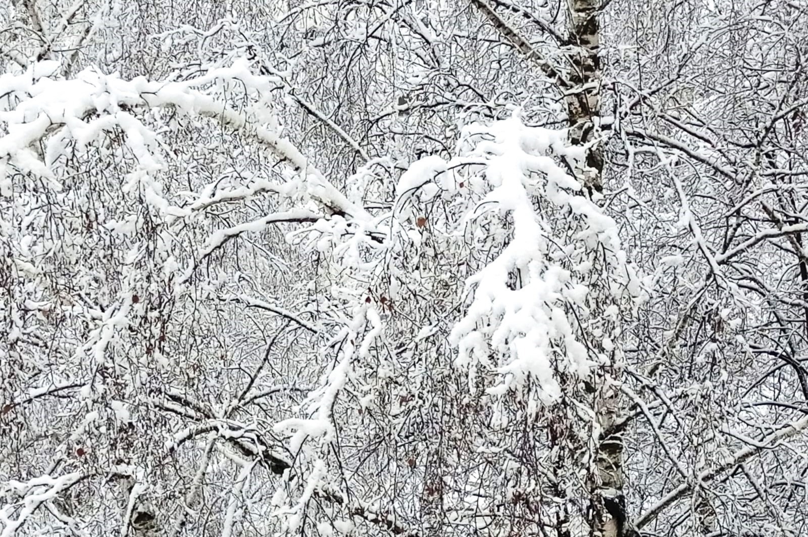 Евгении Сюткиной.