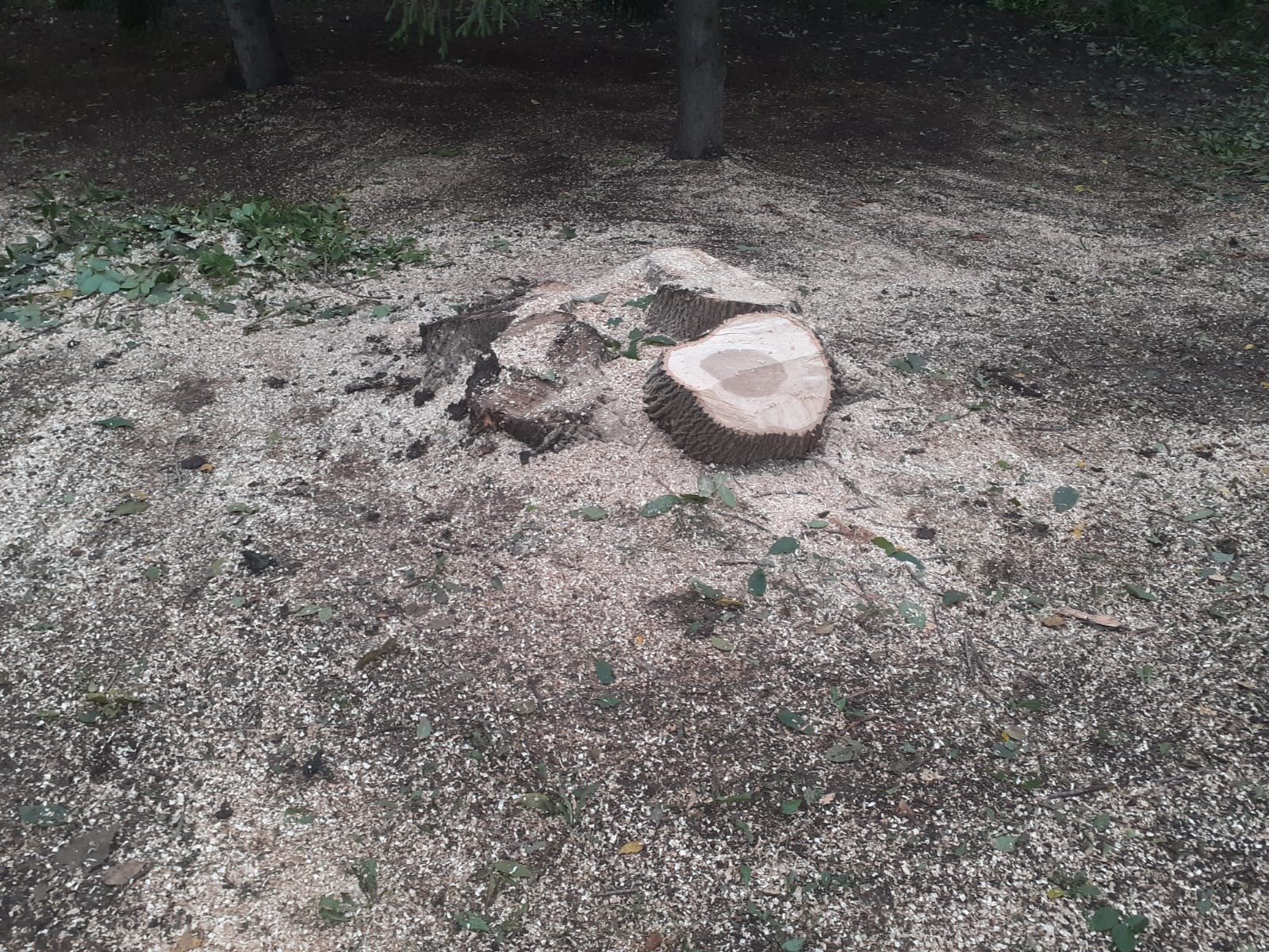 Владимира Шакиева.