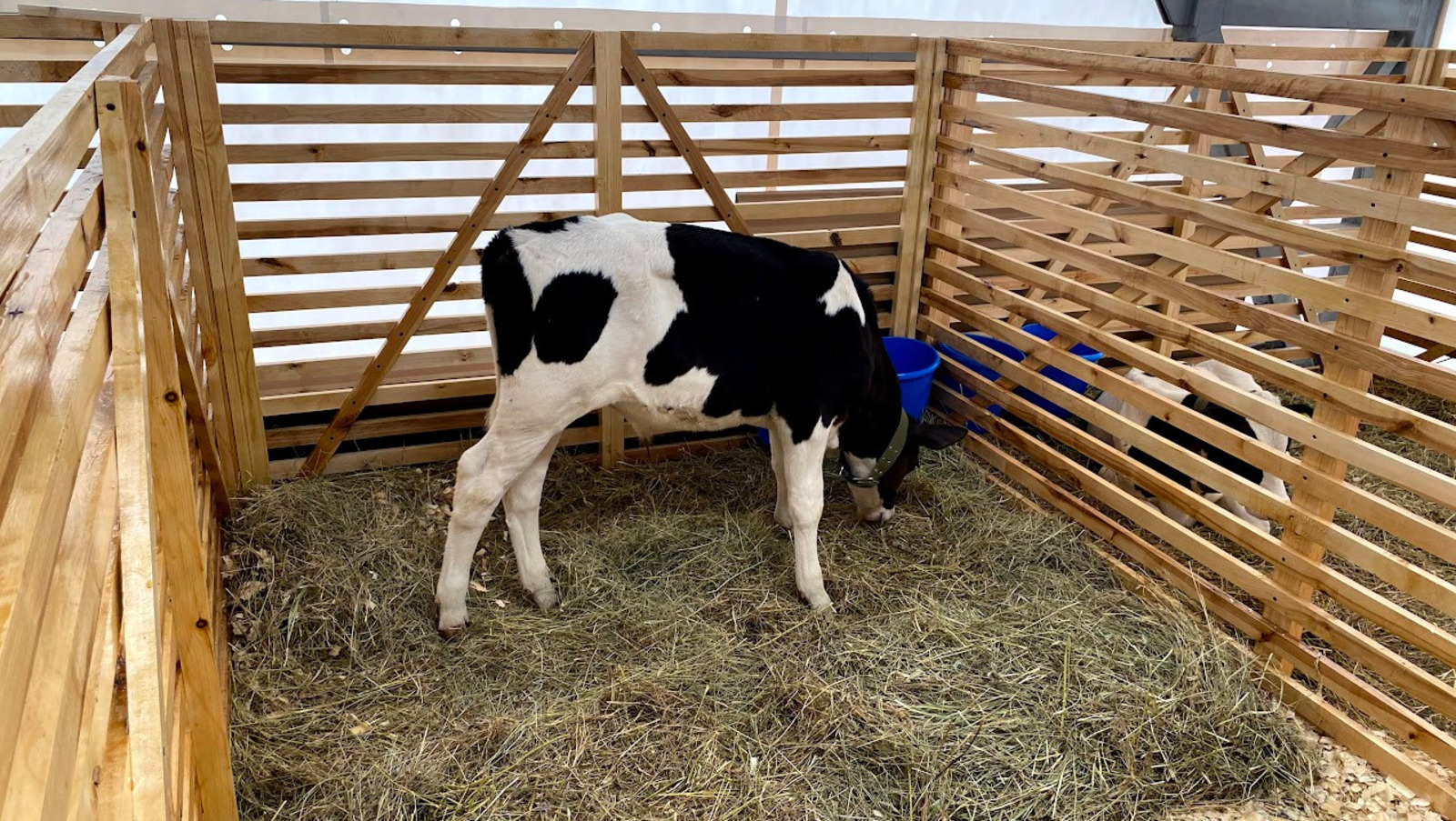 Елены Колоколовой.