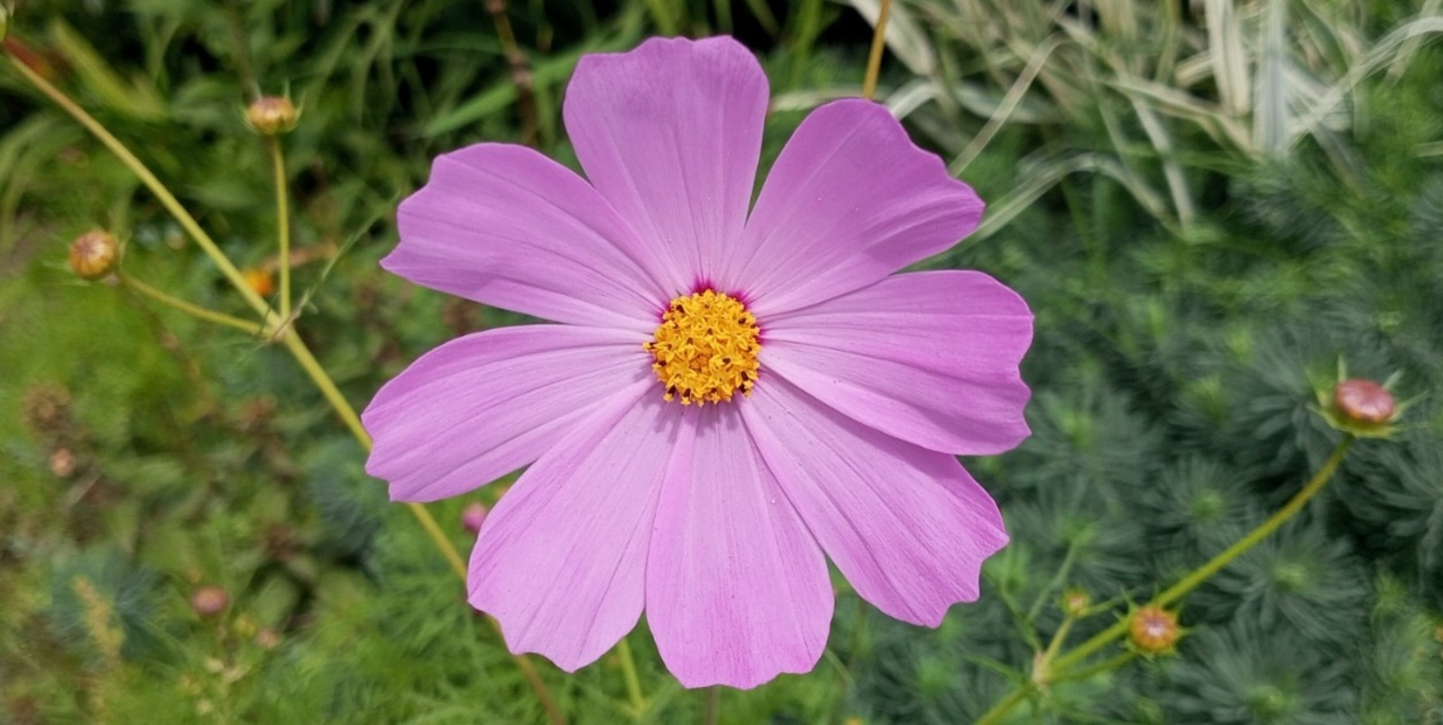 Евгении Сюткиной.