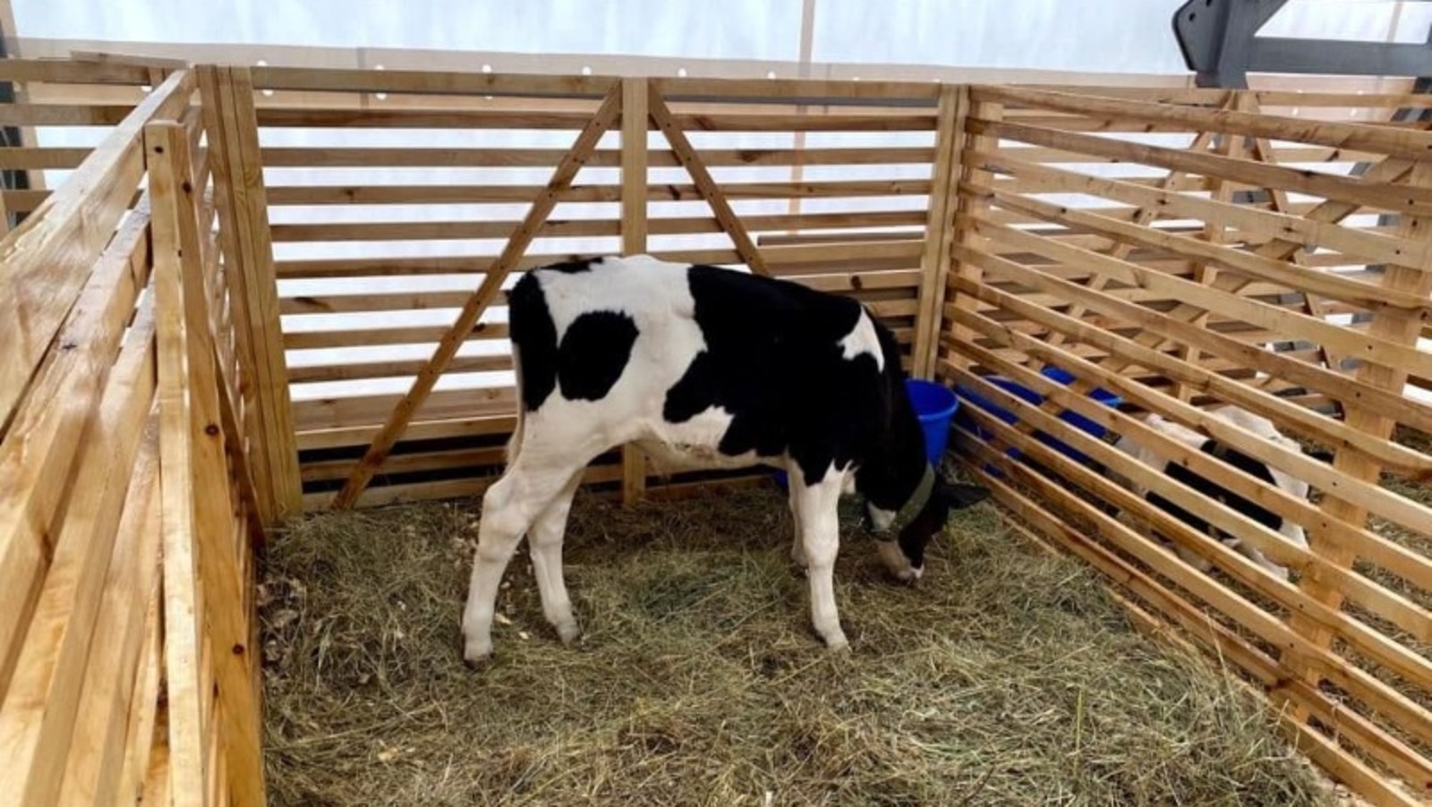 Елены Колоколовой.