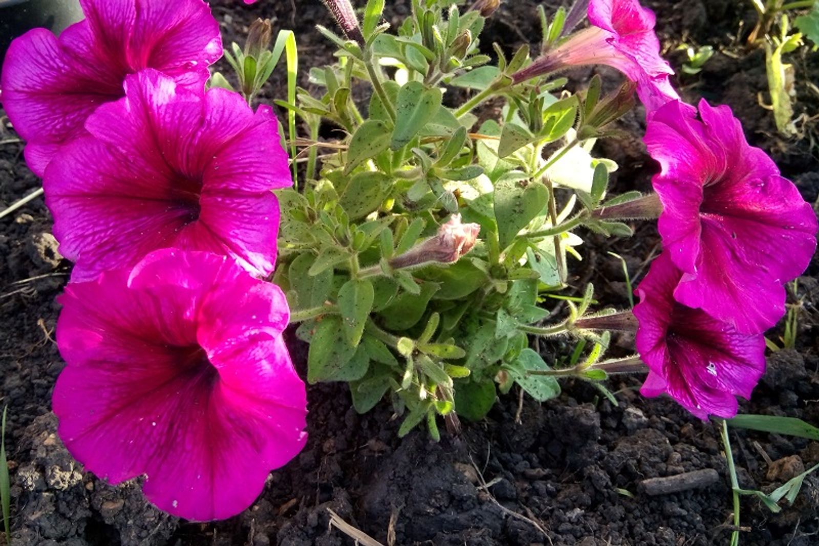 Фото Васили Саитовой.