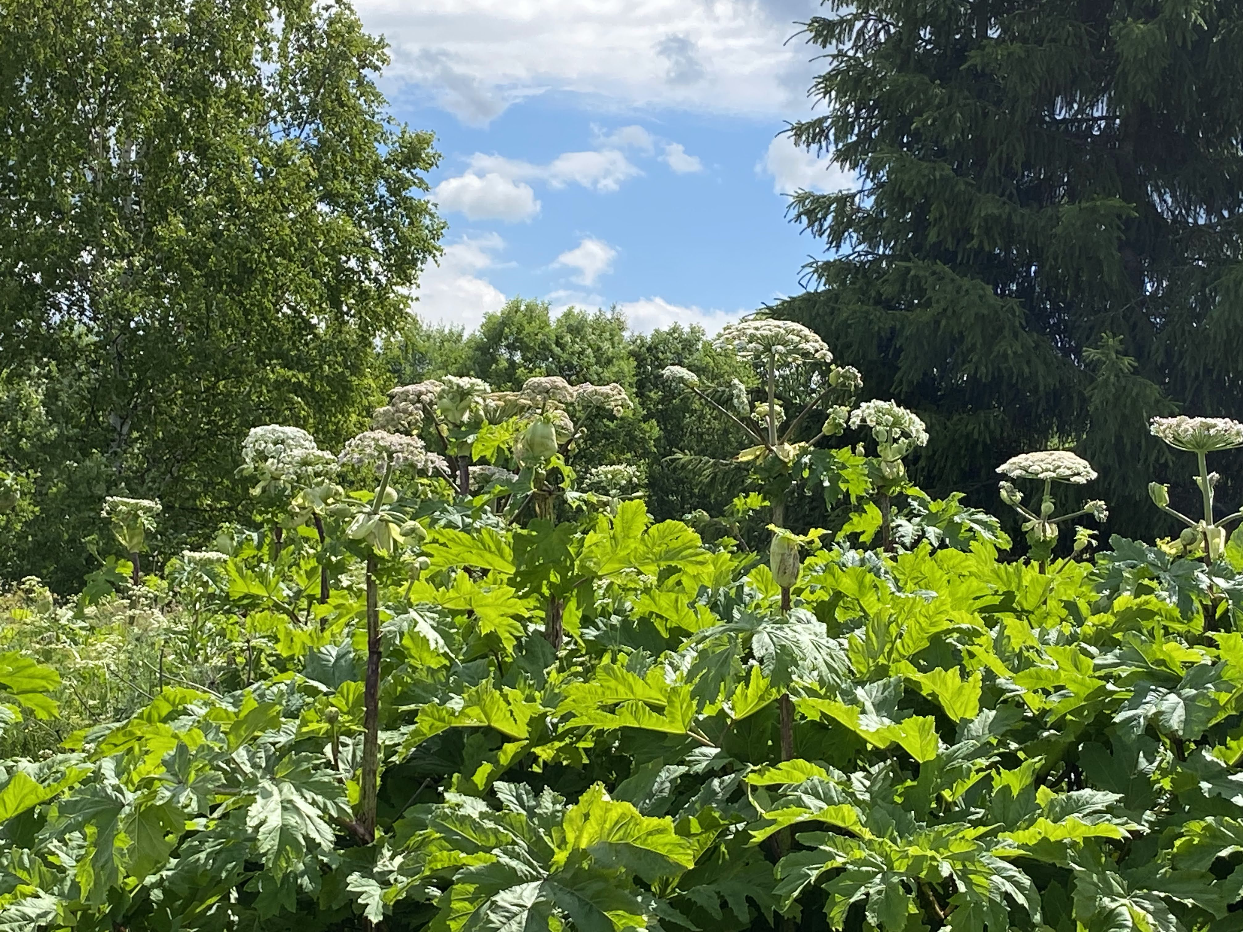 Елены Колоколовой.