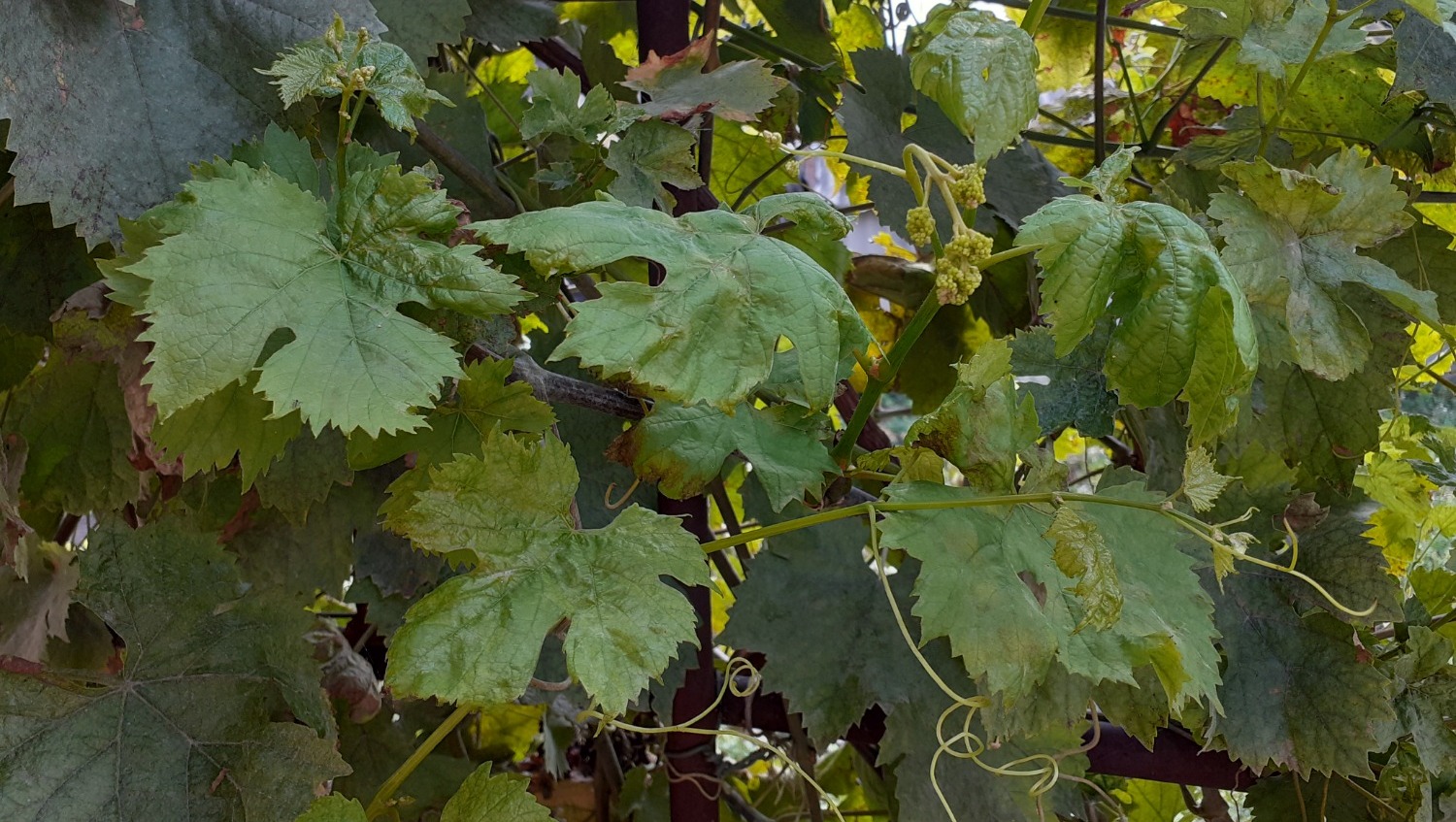 Владимира Шакиева.