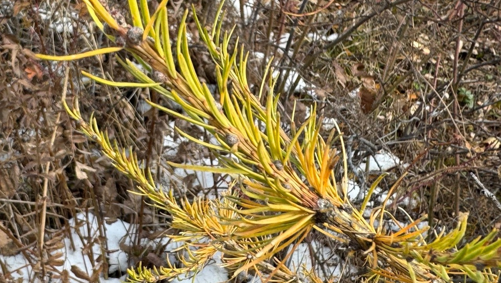 Елены Колоколовой.  "Общественная электронная газета".
