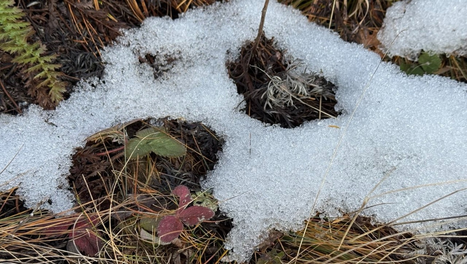 Елены Колоколовой. "Общественная электронная газета".