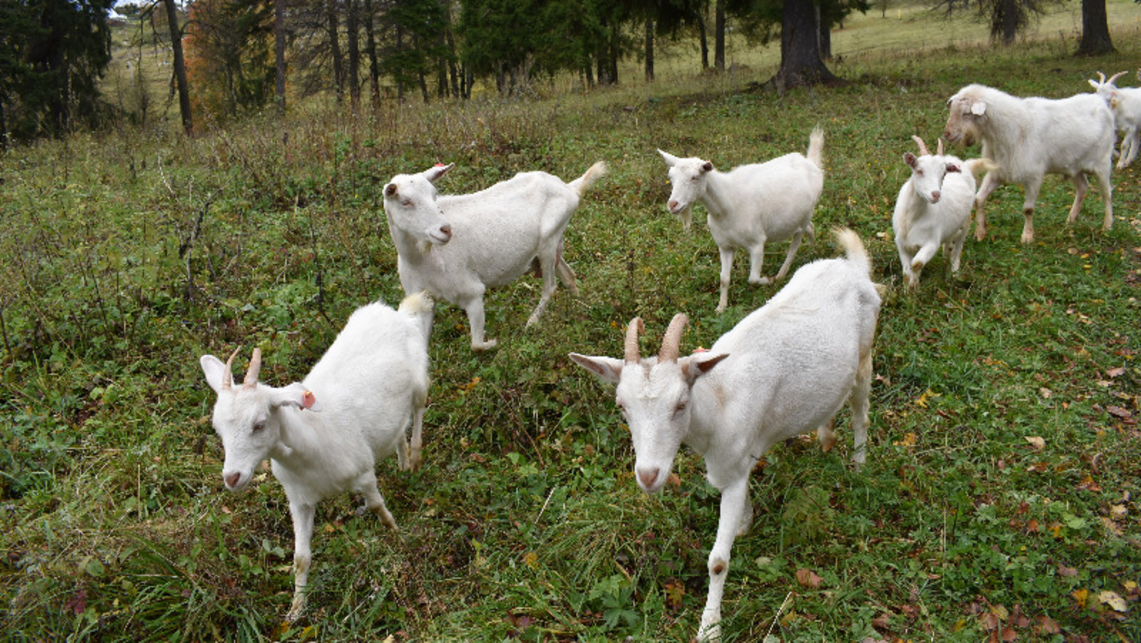 Елены Колоколовой.