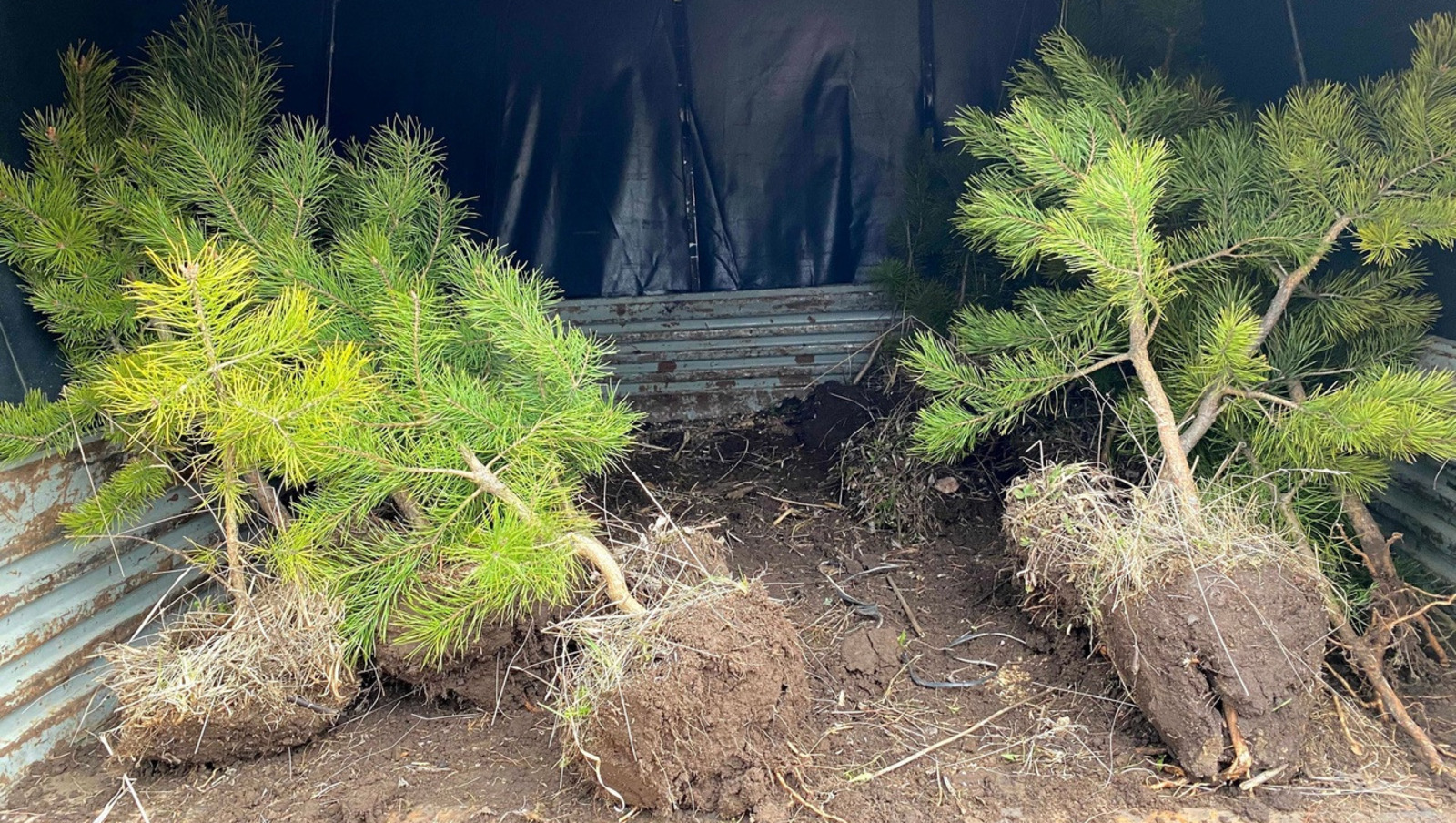 Елены Колоколовой.