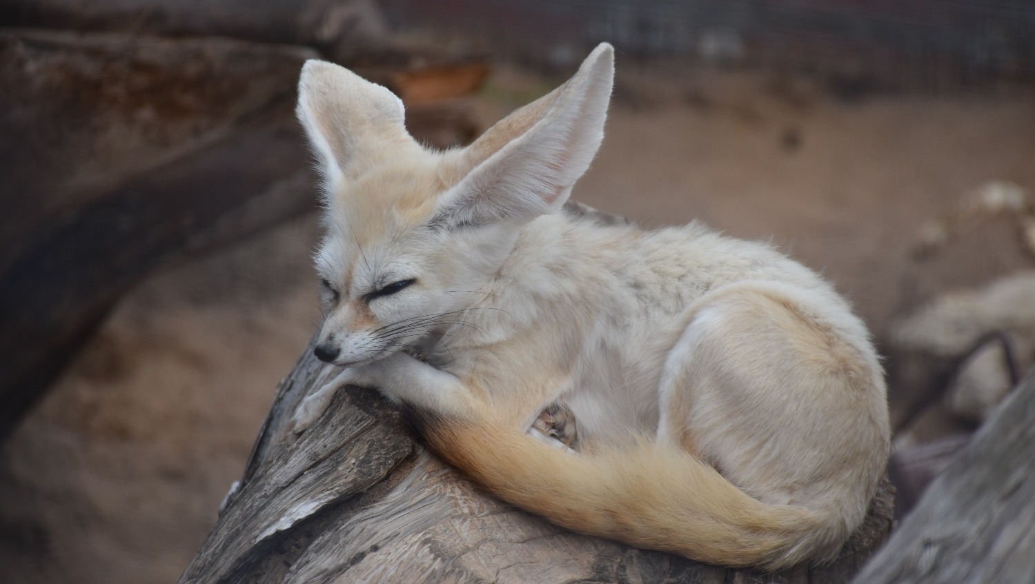 Елены Колоколовой. "Общественная электронная газета".