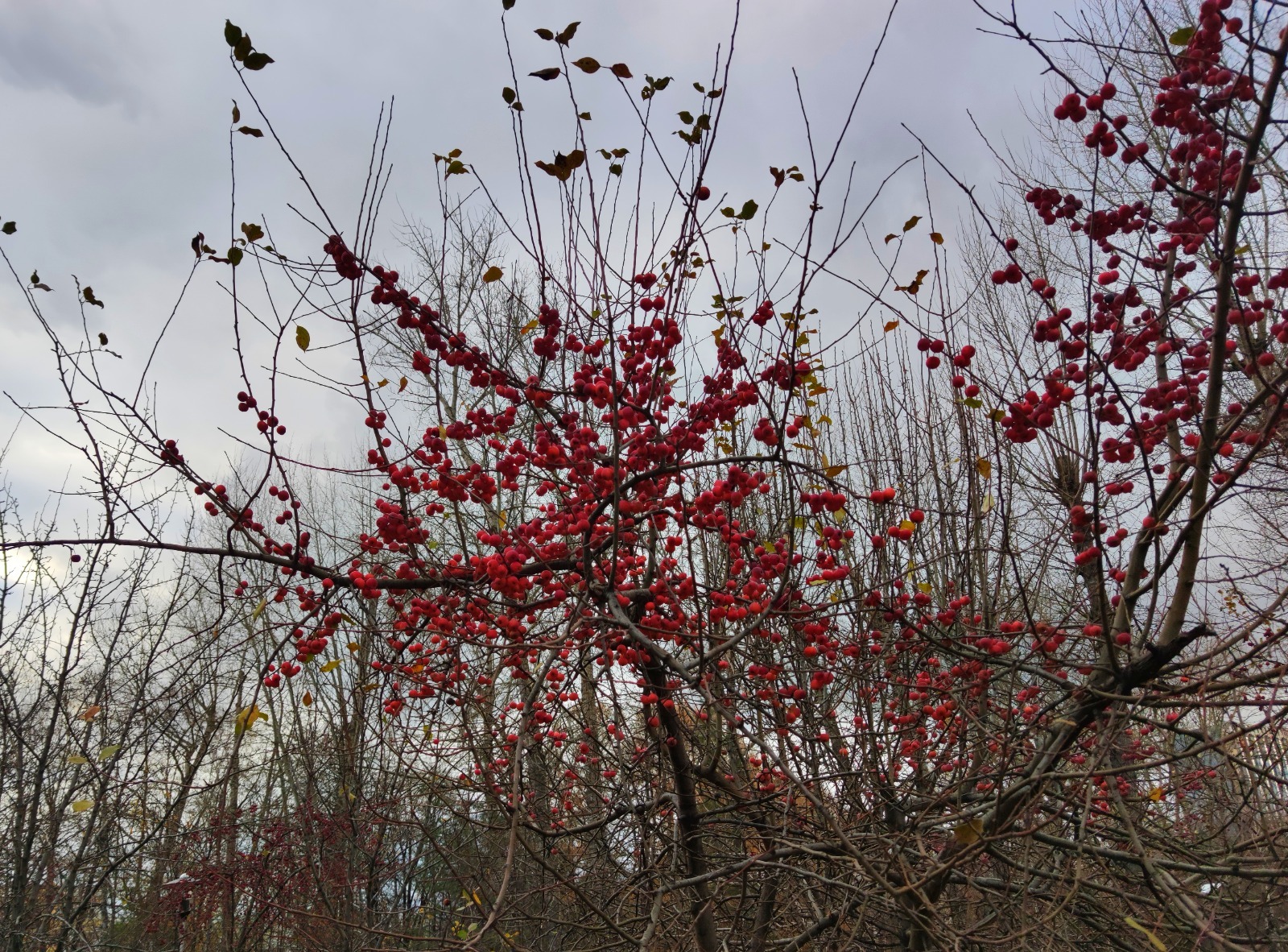 Дарьи Святохиной. "Общественная электронная газета".