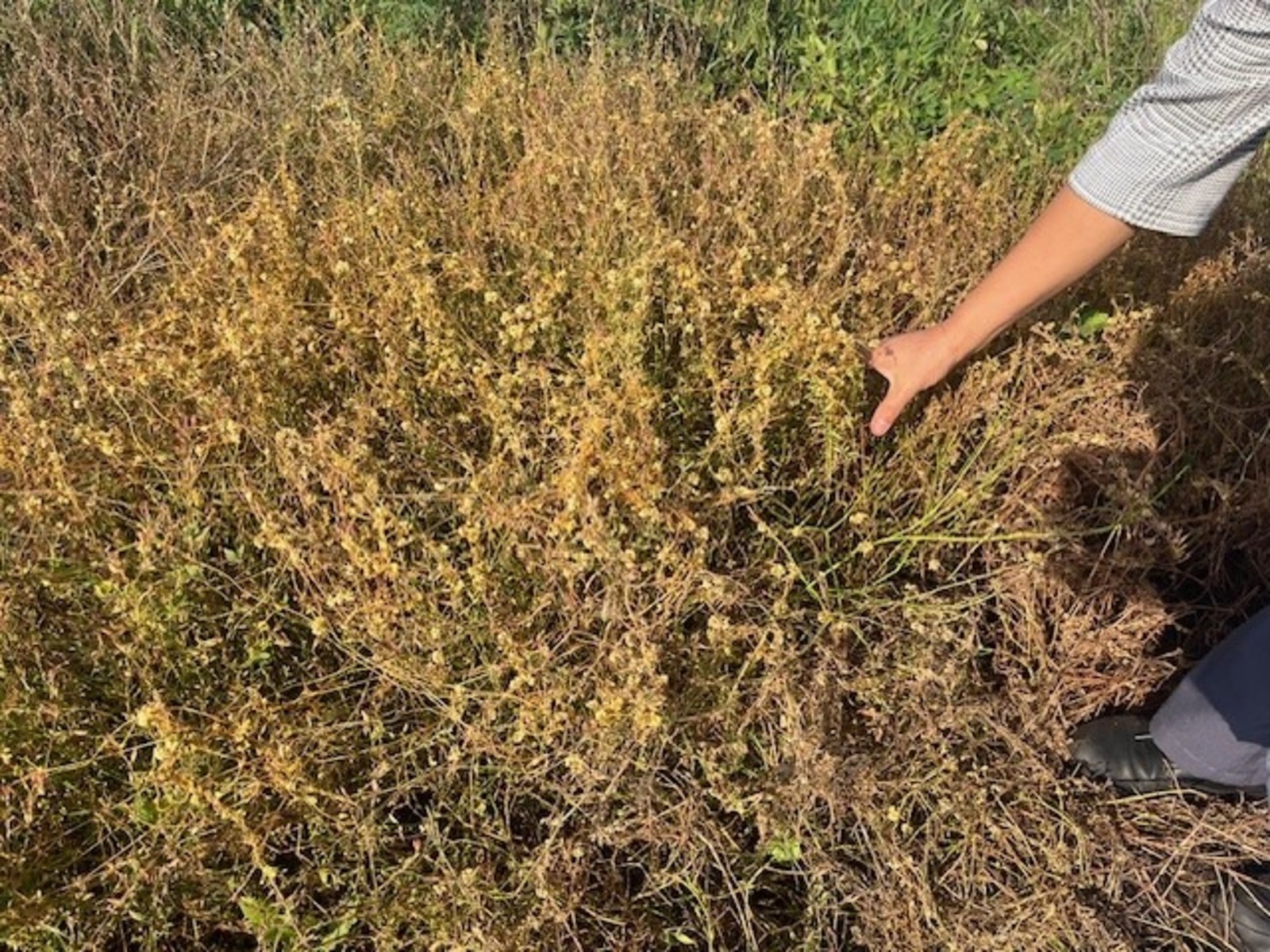 сайт Россельхознадзора по РБ.