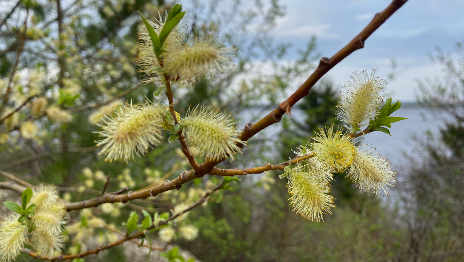 Елены Колоколовой.