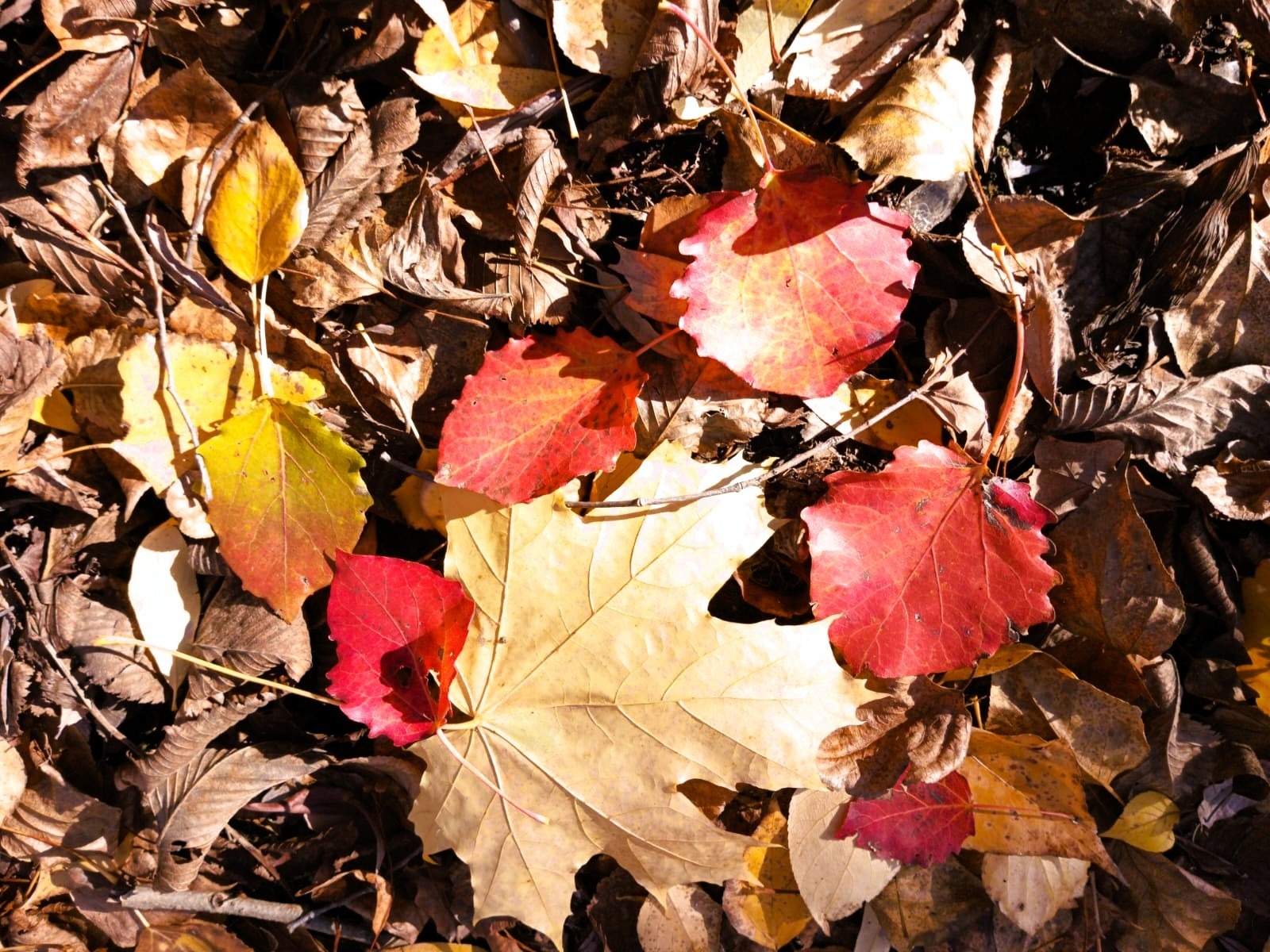 Евгении Сюткиной.