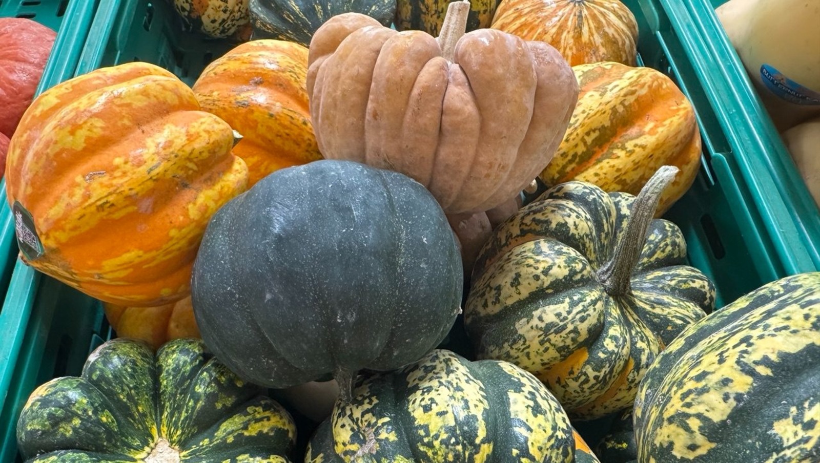 Елены Колоколовой.