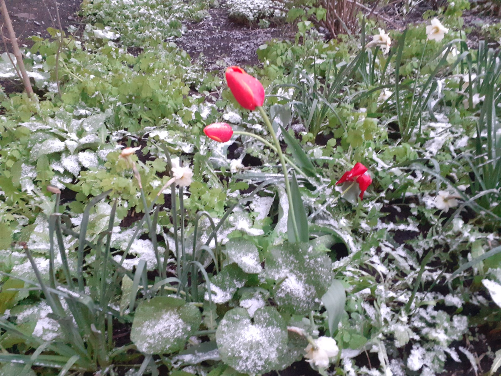 Владимира Шакиева. «Общественная электронная газета».